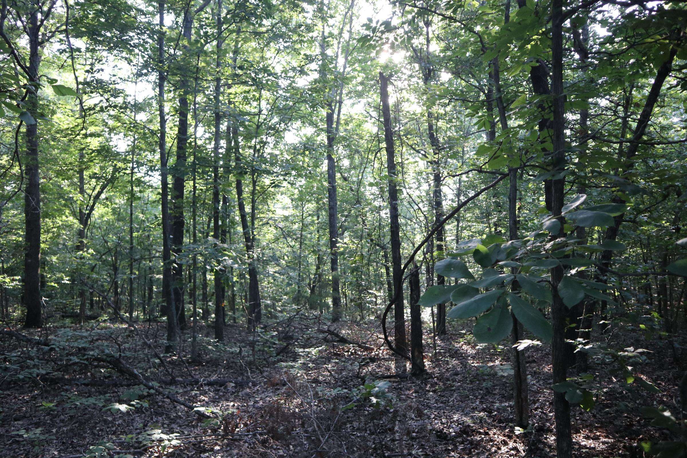 Photo 14 - Vacant Land for sale – TBD  Wynona Rd   Ash Flat, AR