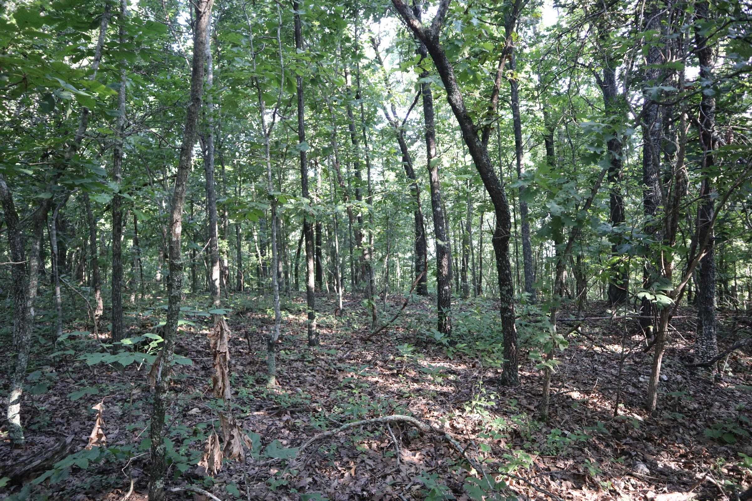 Photo 17 - Vacant Land for sale – TBD  Wynona Rd   Ash Flat, AR