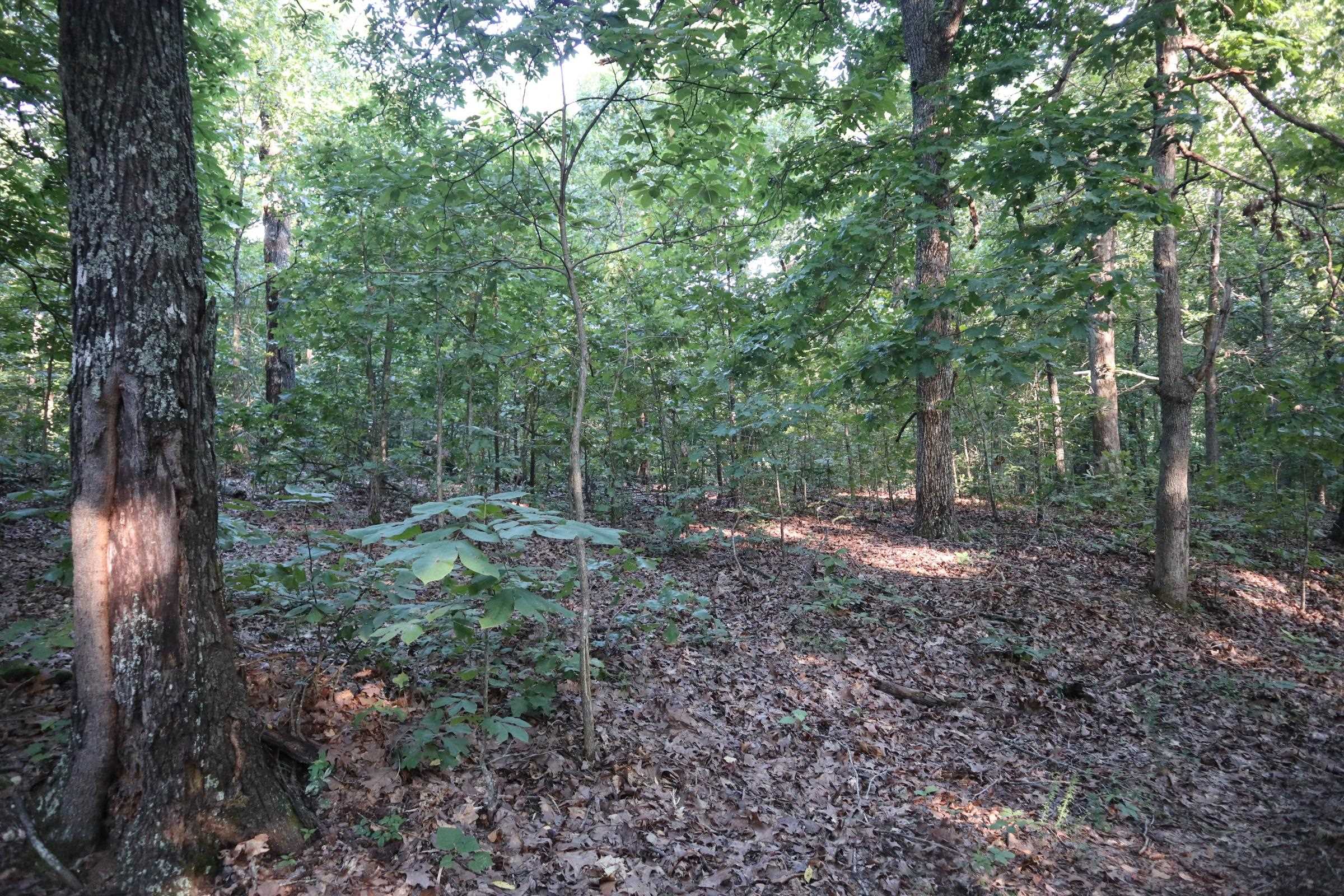 Photo 3 - Vacant Land for sale – TBD  Wynona Rd   Ash Flat, AR