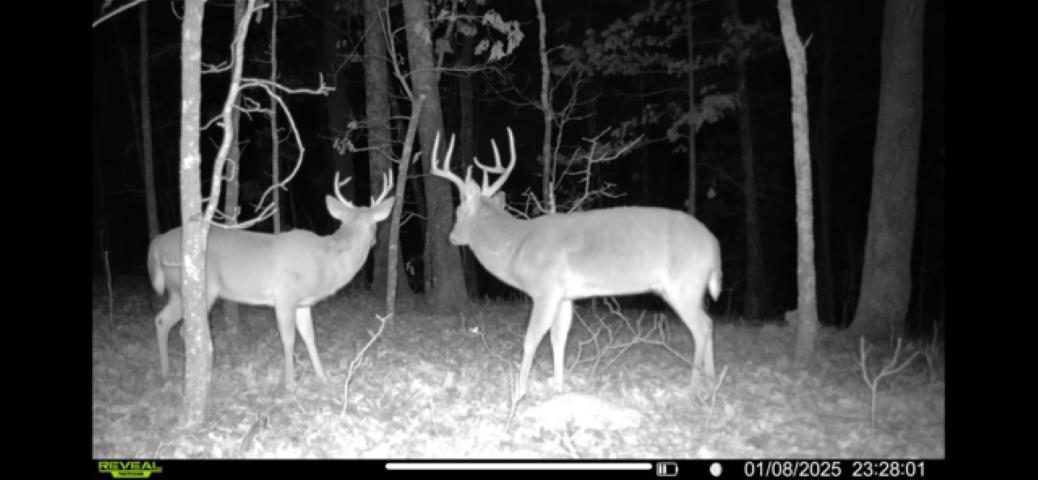Photo 21 - Vacant Land for sale – TBD  Wynona Rd   Ash Flat, AR
