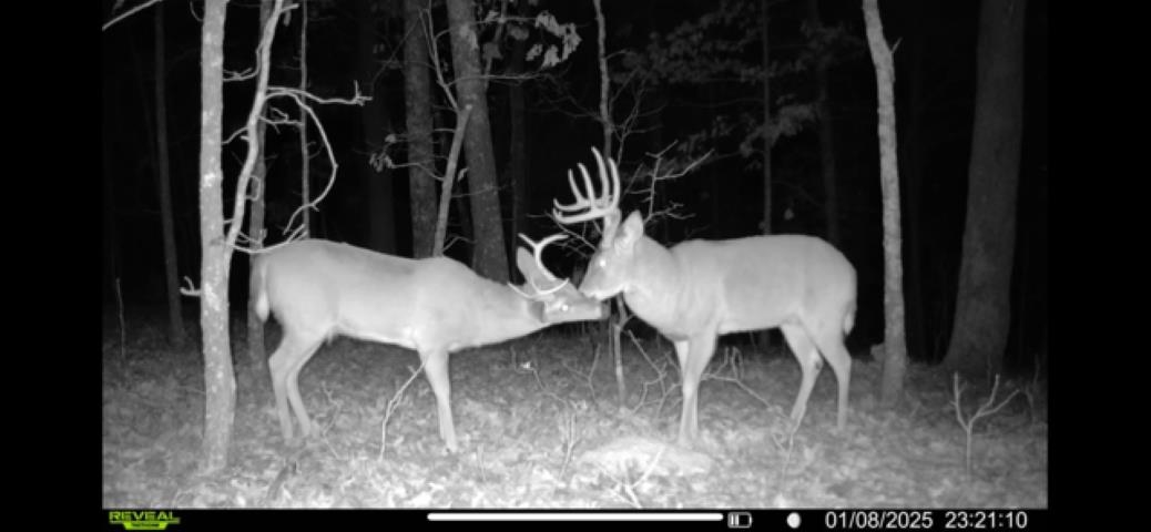 Photo 23 - Vacant Land for sale – TBD  Wynona Rd   Ash Flat, AR