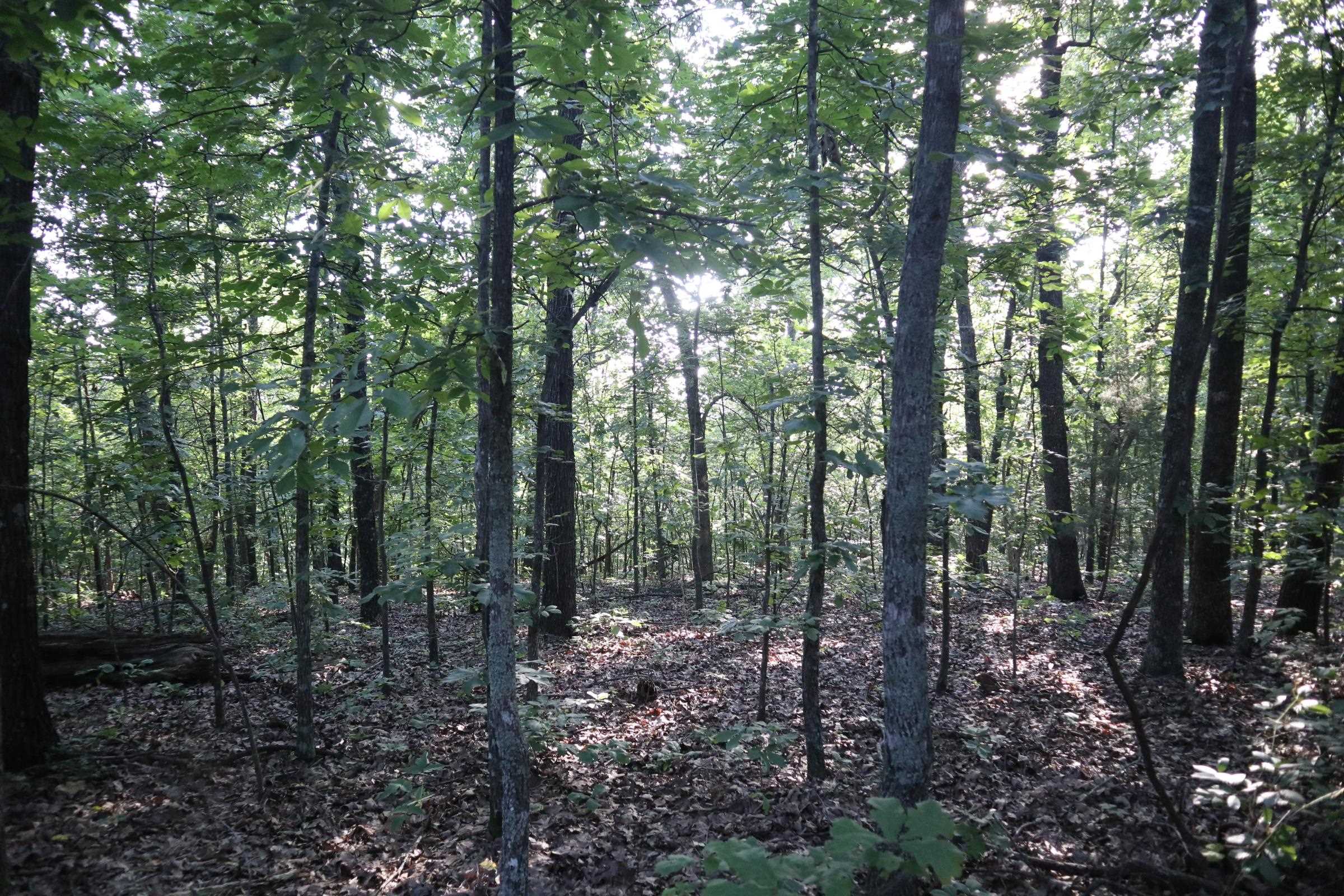 Photo 4 - Vacant Land for sale – TBD  Wynona Rd   Ash Flat, AR