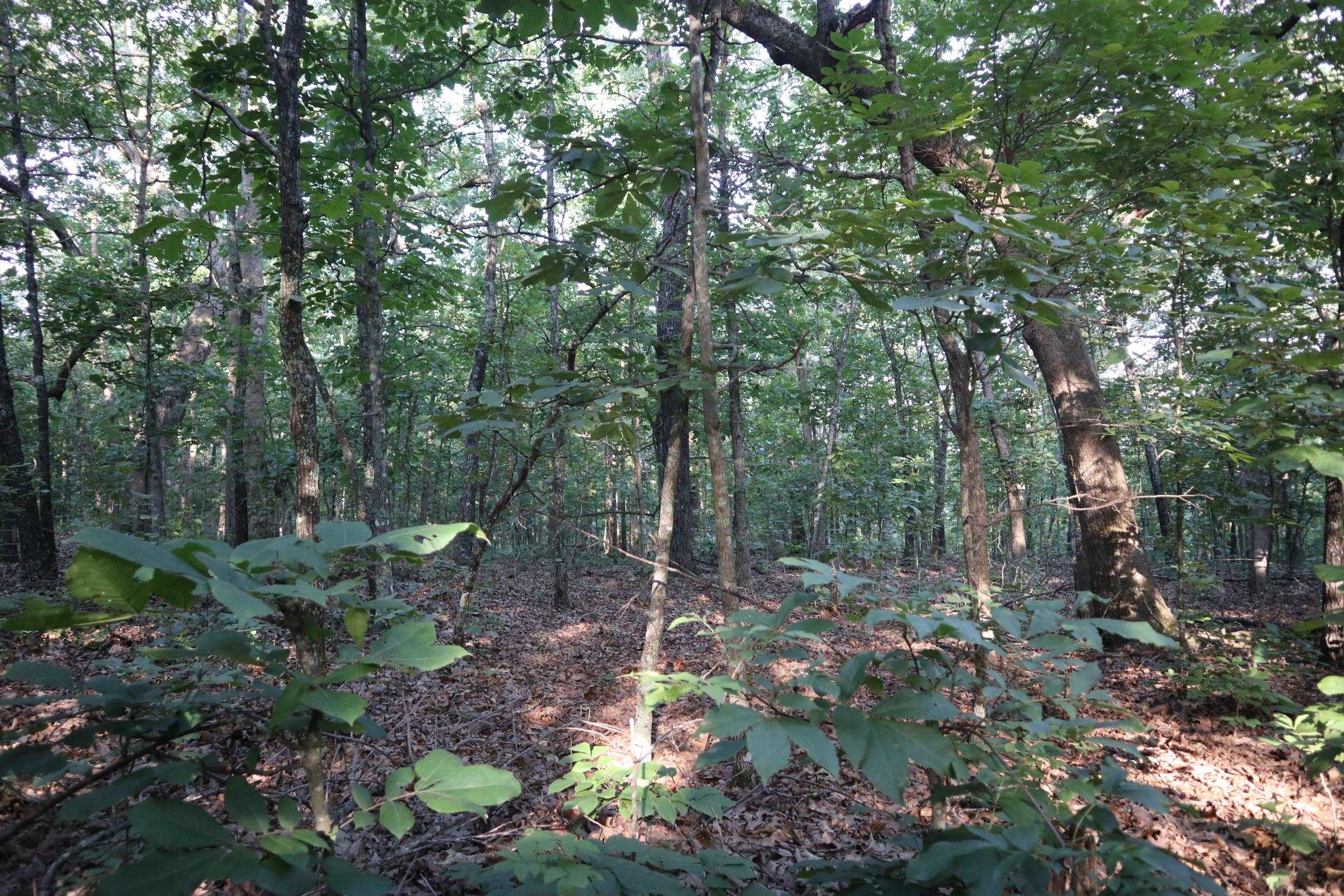 Photo 6 - Vacant Land for sale – TBD  Wynona Rd   Ash Flat, AR