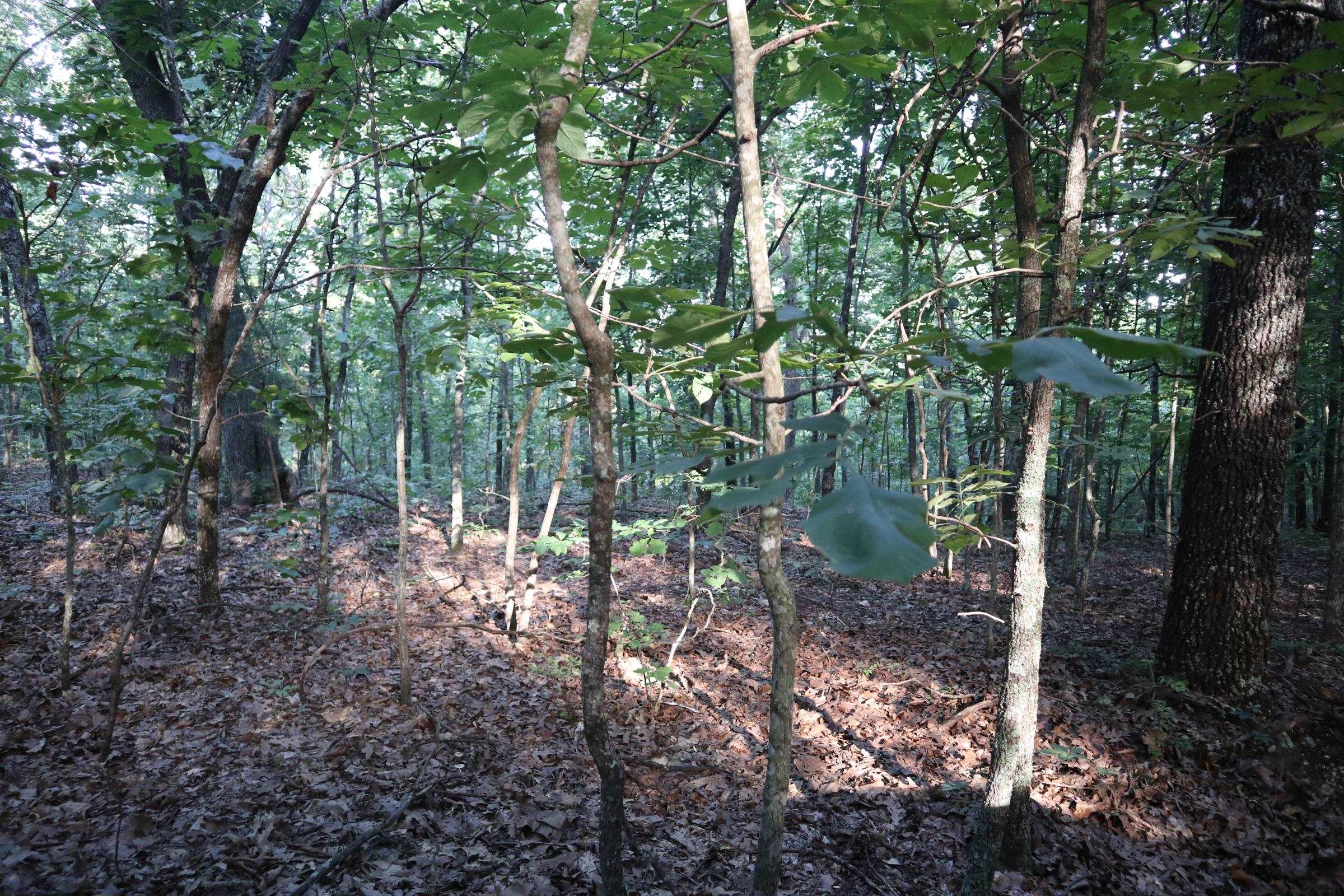 Photo 7 - Vacant Land for sale – TBD  Wynona Rd   Ash Flat, AR