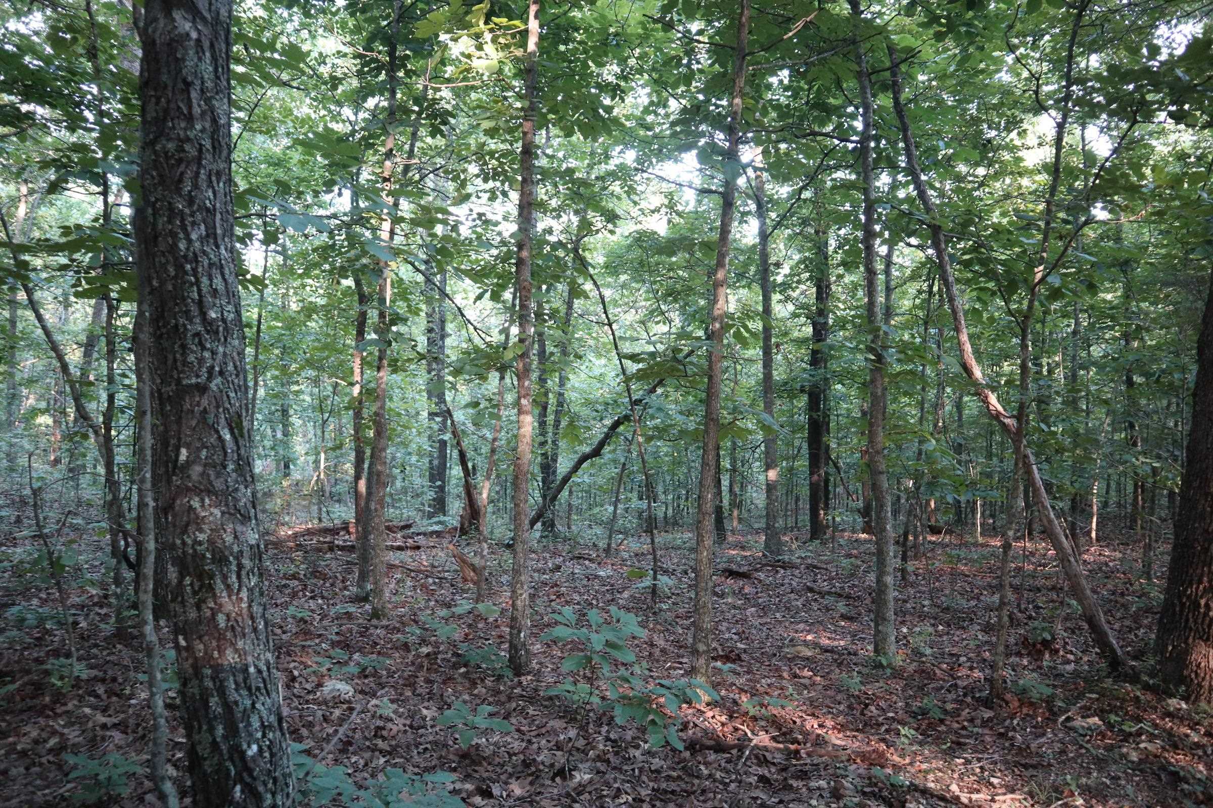 Photo 8 - Vacant Land for sale – TBD  Wynona Rd   Ash Flat, AR