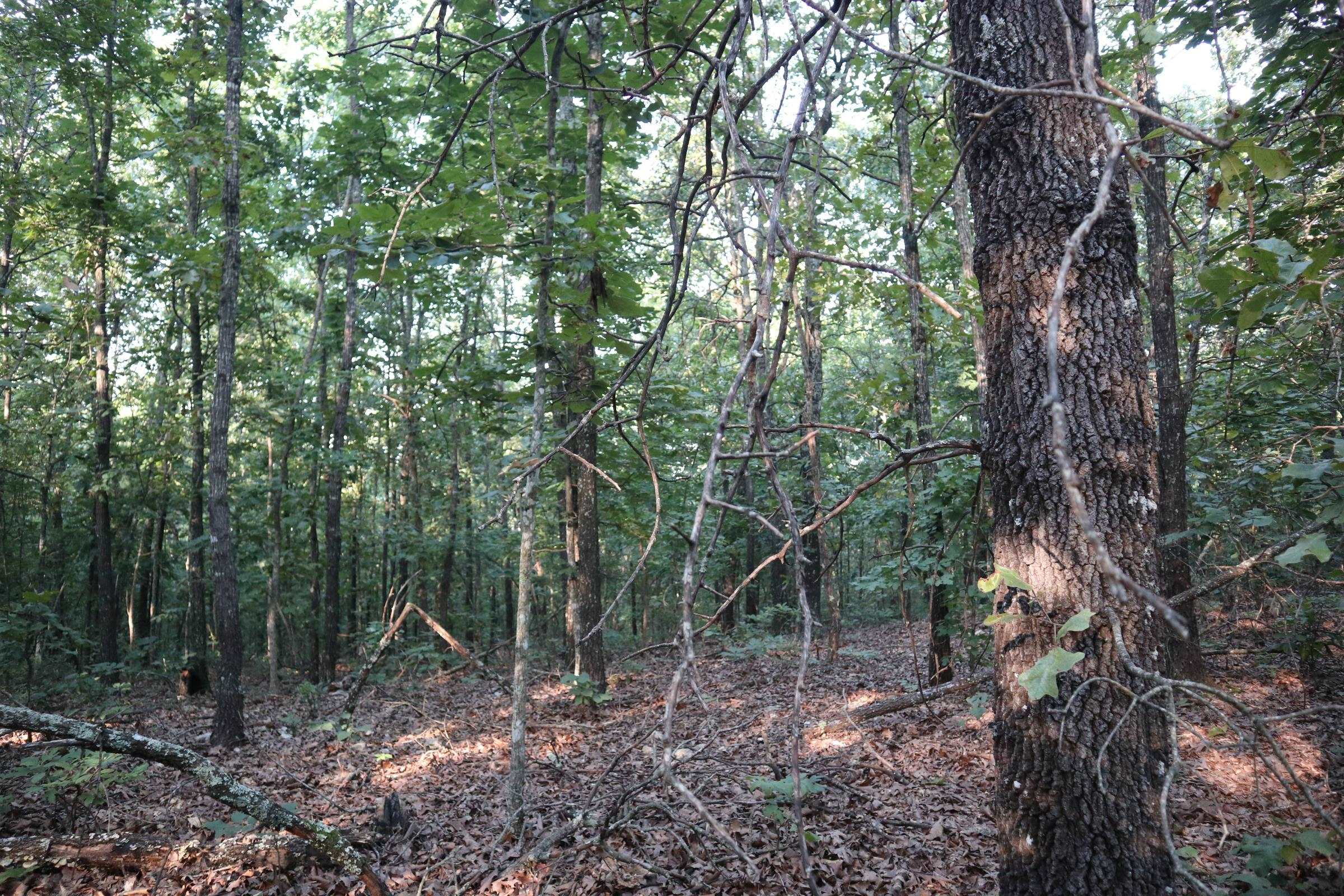 Photo 10 - Vacant Land for sale – TBD  Wynona Rd   Ash Flat, AR