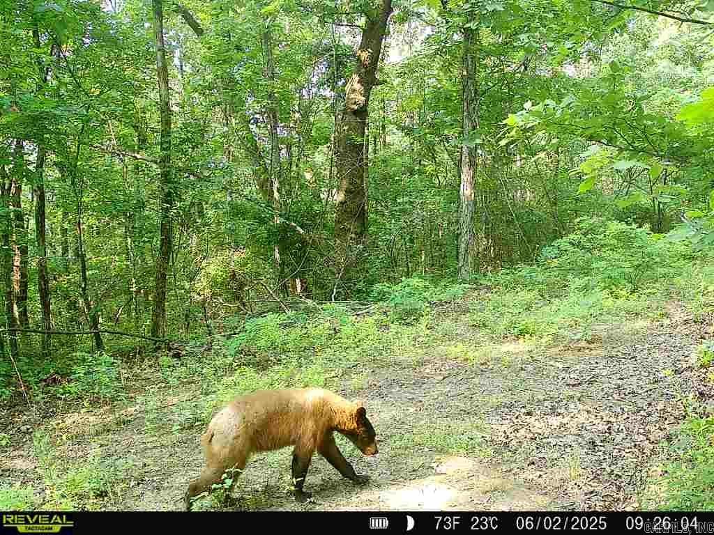 Photo 15 - Vacant Land for sale – 0  Old 66 Rd   Leslie, AR