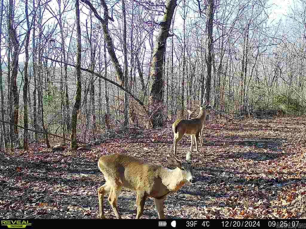 Photo 16 - Vacant Land for sale – 0  Old 66 Rd   Leslie, AR