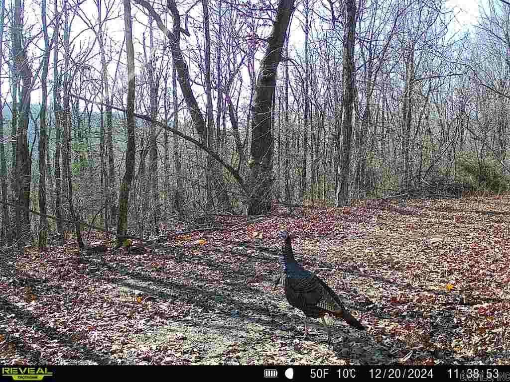 Photo 17 - Vacant Land for sale – 0  Old 66 Rd   Leslie, AR