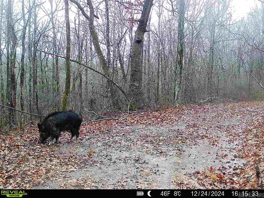 Photo 19 - Vacant Land for sale – 0  Old 66 Rd   Leslie, AR