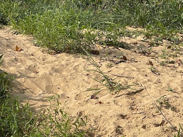 Photo 8 - Vacant Land for sale – 0  Fairview   Salem, AR