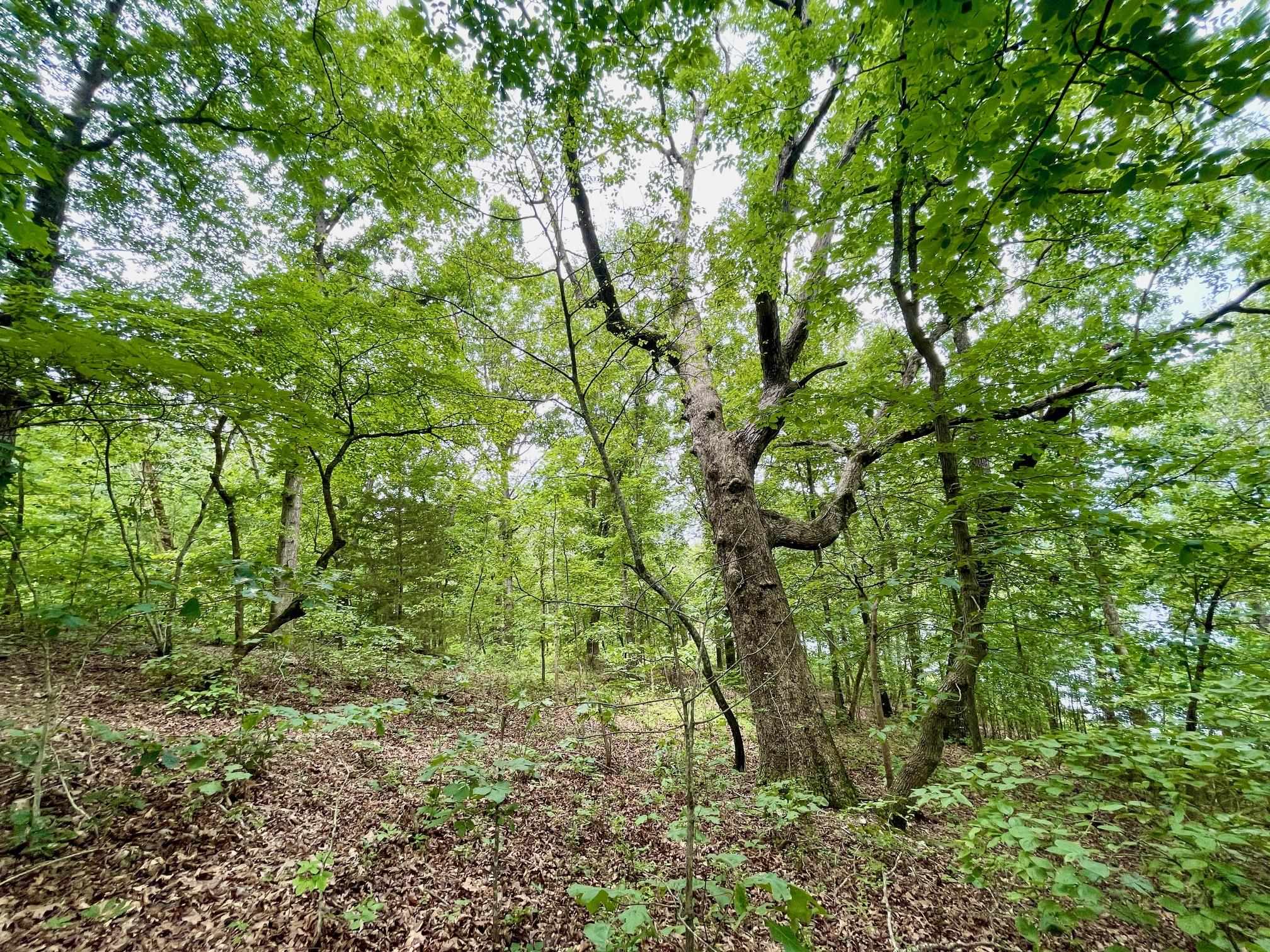 Photo 18 - Vacant Land for sale – 300  Isabella   Horseshoe Bend, AR