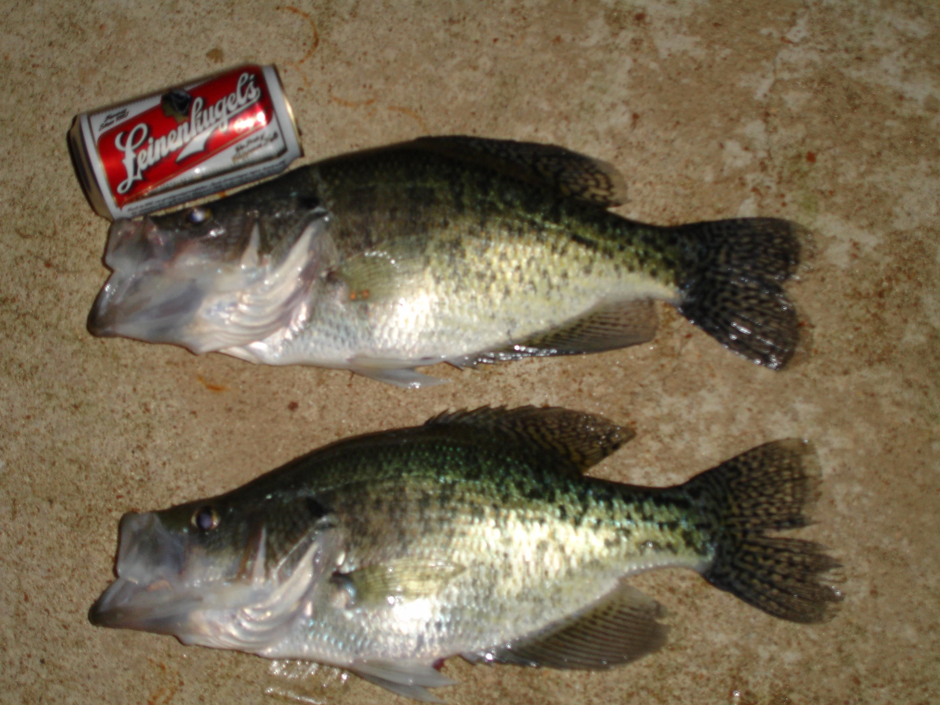 Photo 38 - Vacant Land for sale – 300  Isabella   Horseshoe Bend, AR