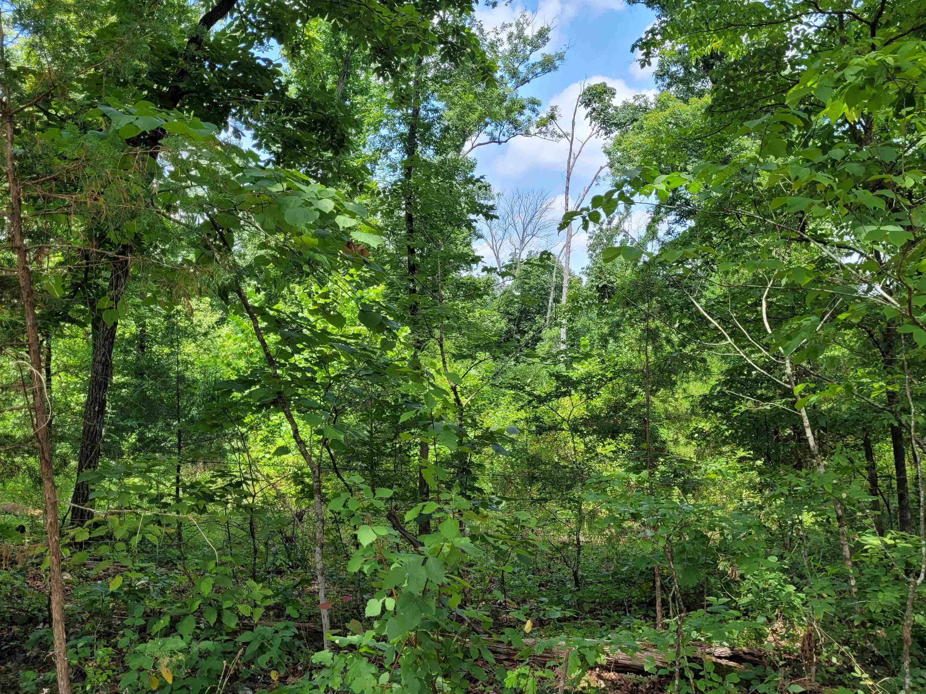 Photo 3 - Vacant Land for sale – TBD  Tall Timber Rd   Hardy, AR