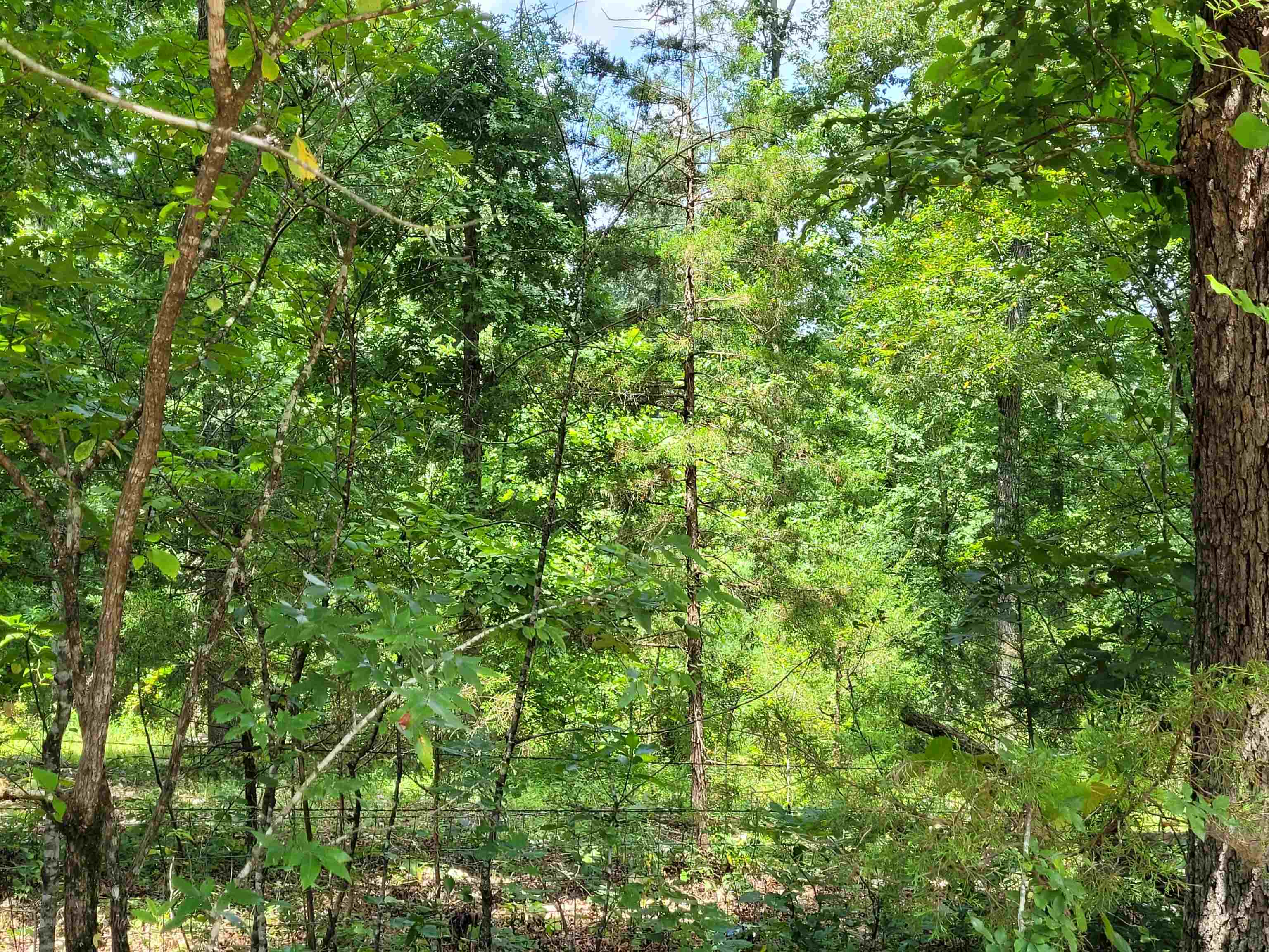 Photo 4 - Vacant Land for sale – TBD  Tall Timber Rd   Hardy, AR