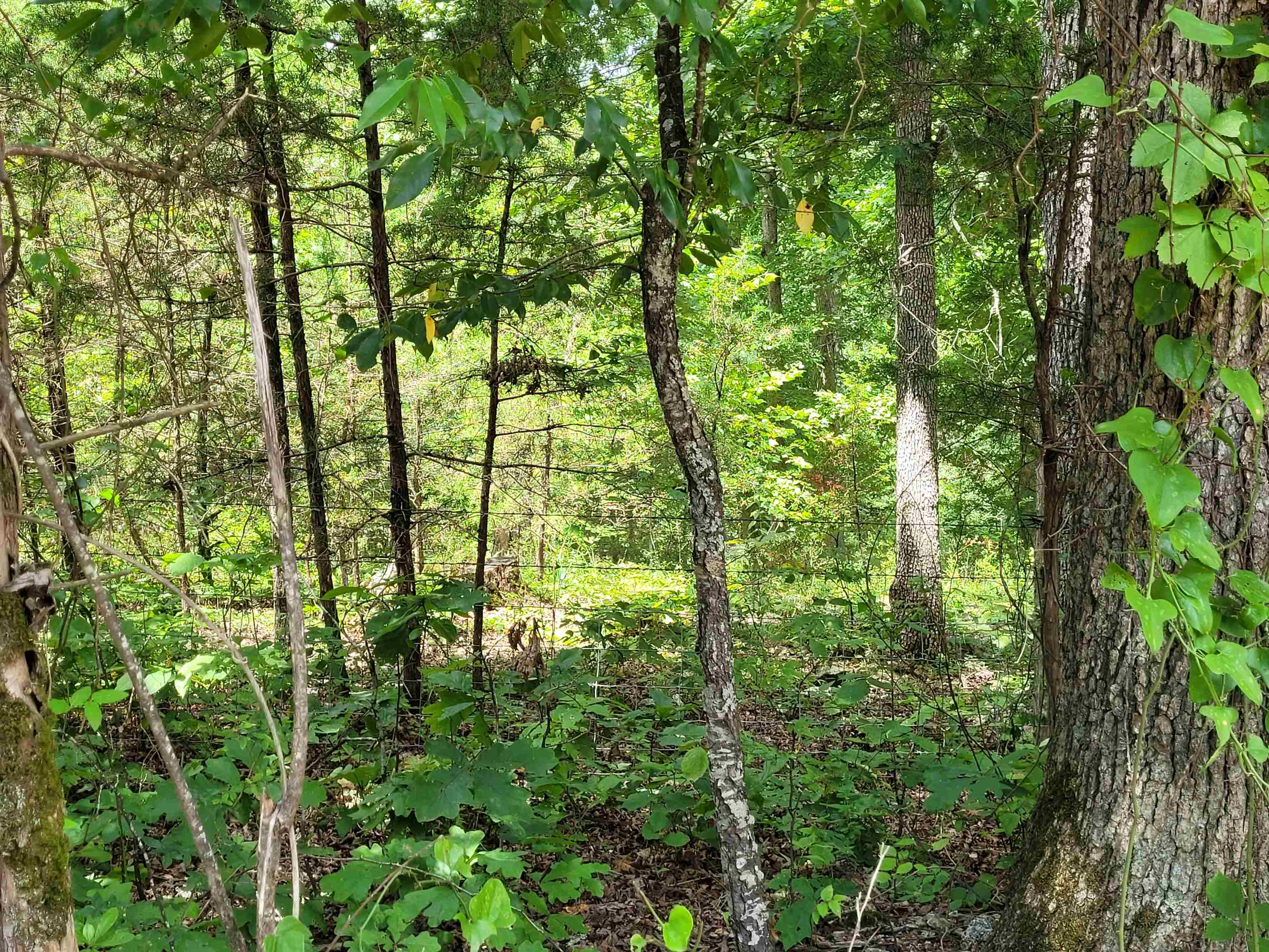 Photo 5 - Vacant Land for sale – TBD  Tall Timber Rd   Hardy, AR
