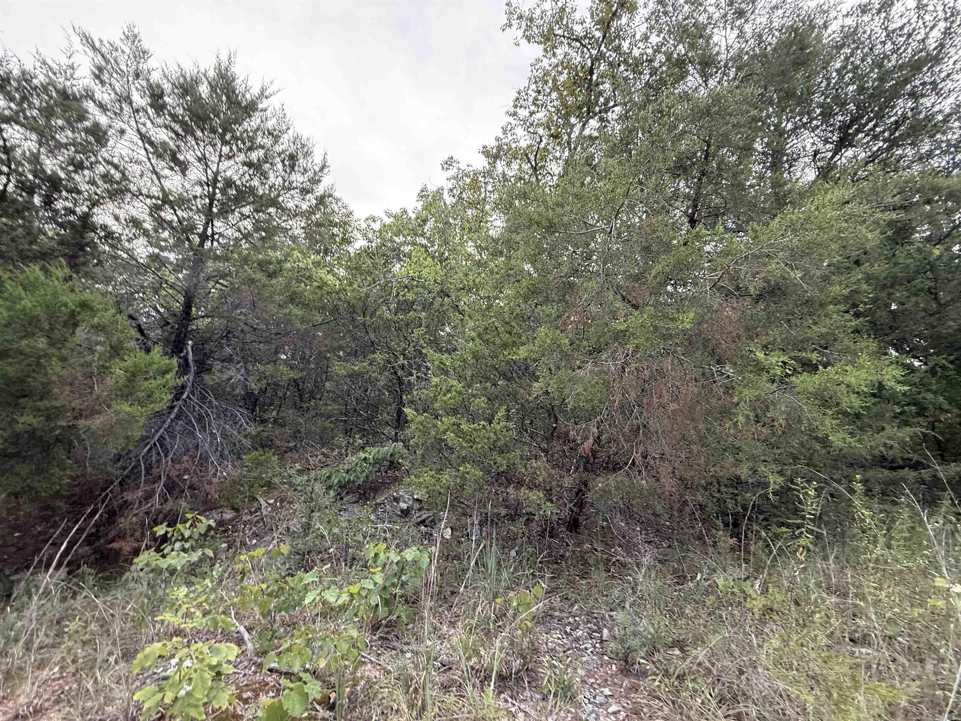 Photo 3 - Vacant Land for sale – 0  Big Buck Lane   Williford, AR