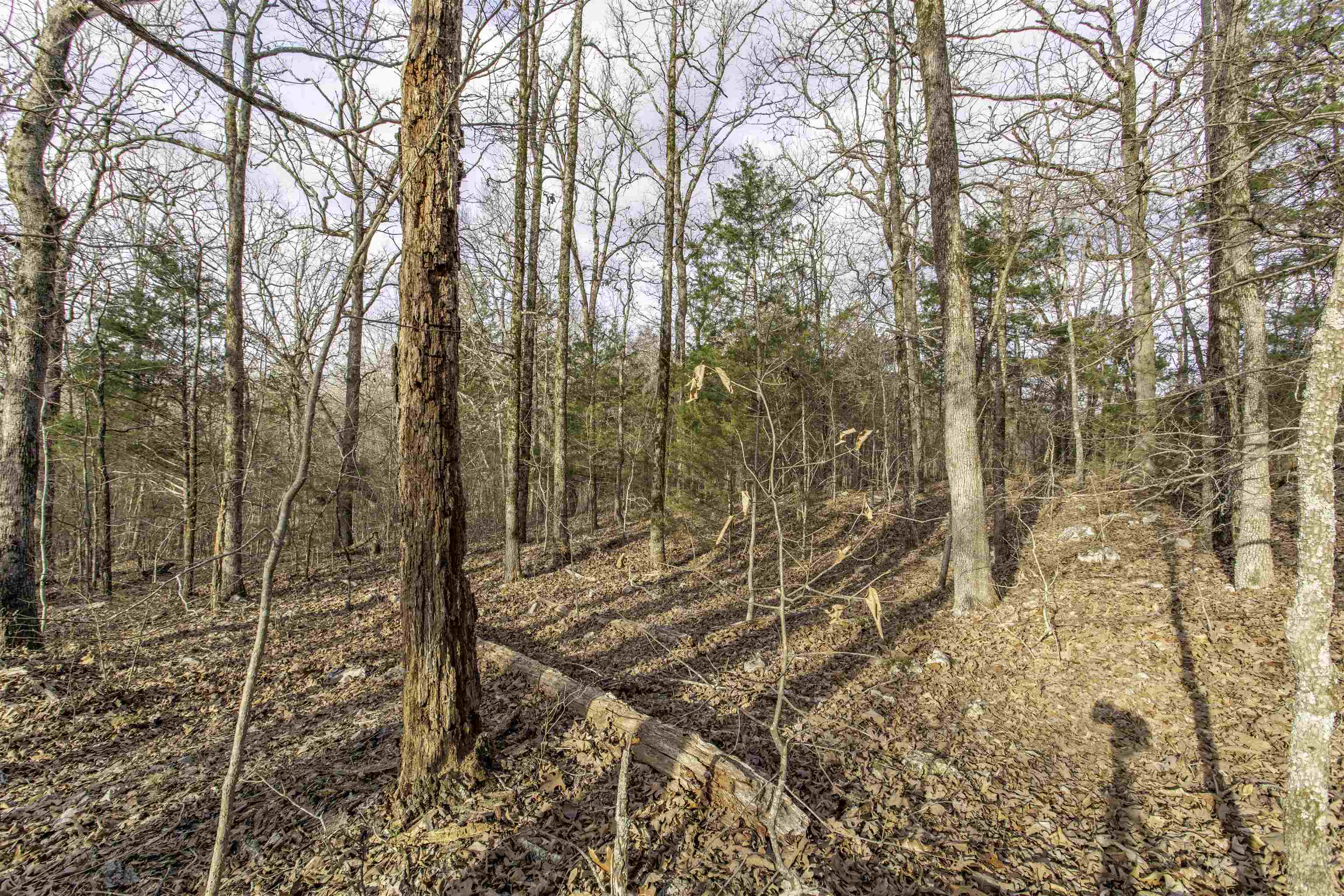 Photo 3 - Vacant Land for sale – Lot 4  Oak Ridge   Hardy, AR