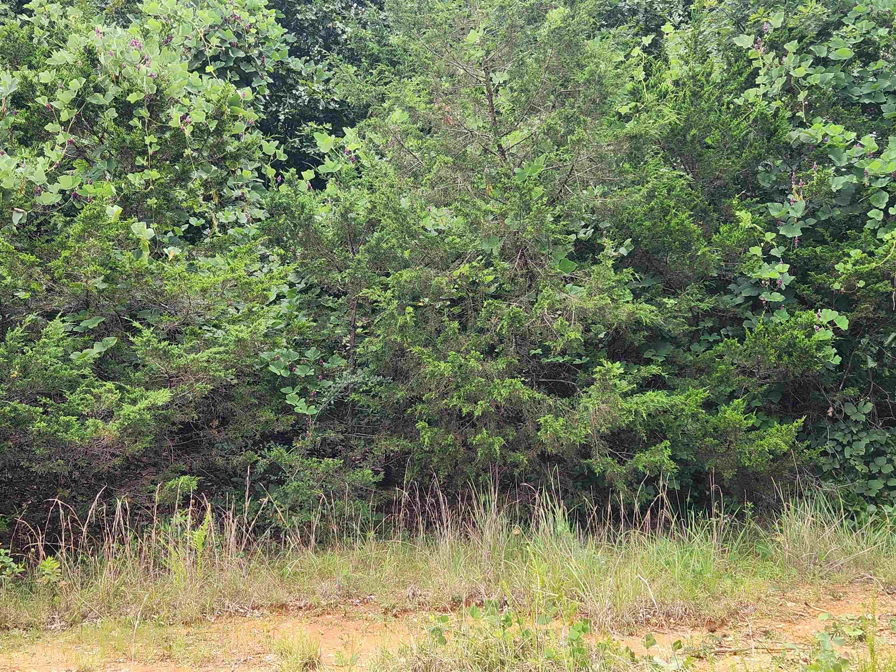 Photo 2 - Vacant Land for sale – 702  Dixie   Horseshoe Bend, AR