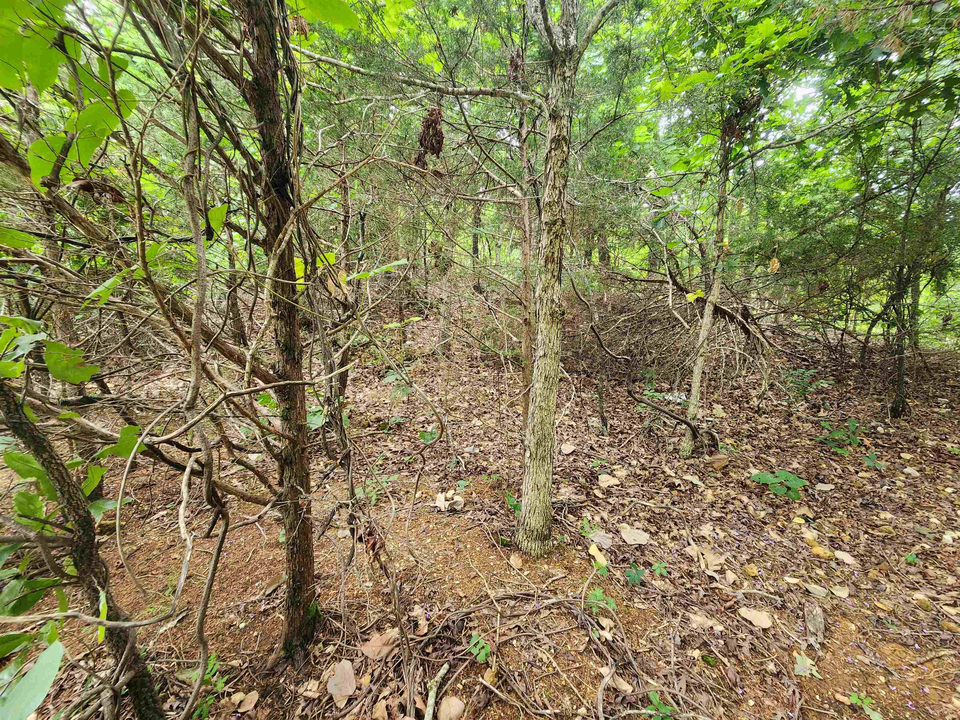 Photo 12 - Vacant Land for sale – 702  Dixie   Horseshoe Bend, AR
