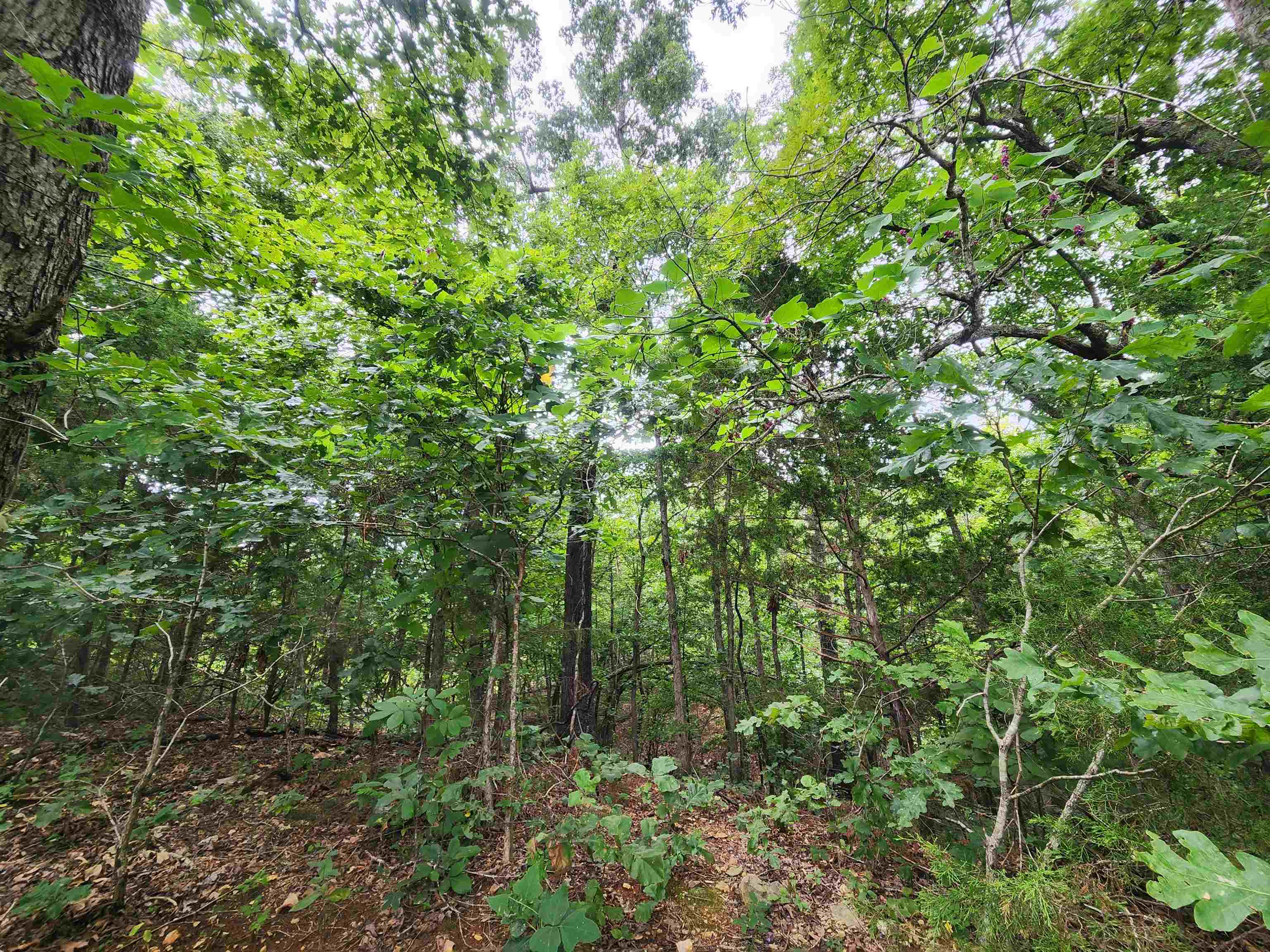 Photo 6 - Vacant Land for sale – 702  Dixie   Horseshoe Bend, AR
