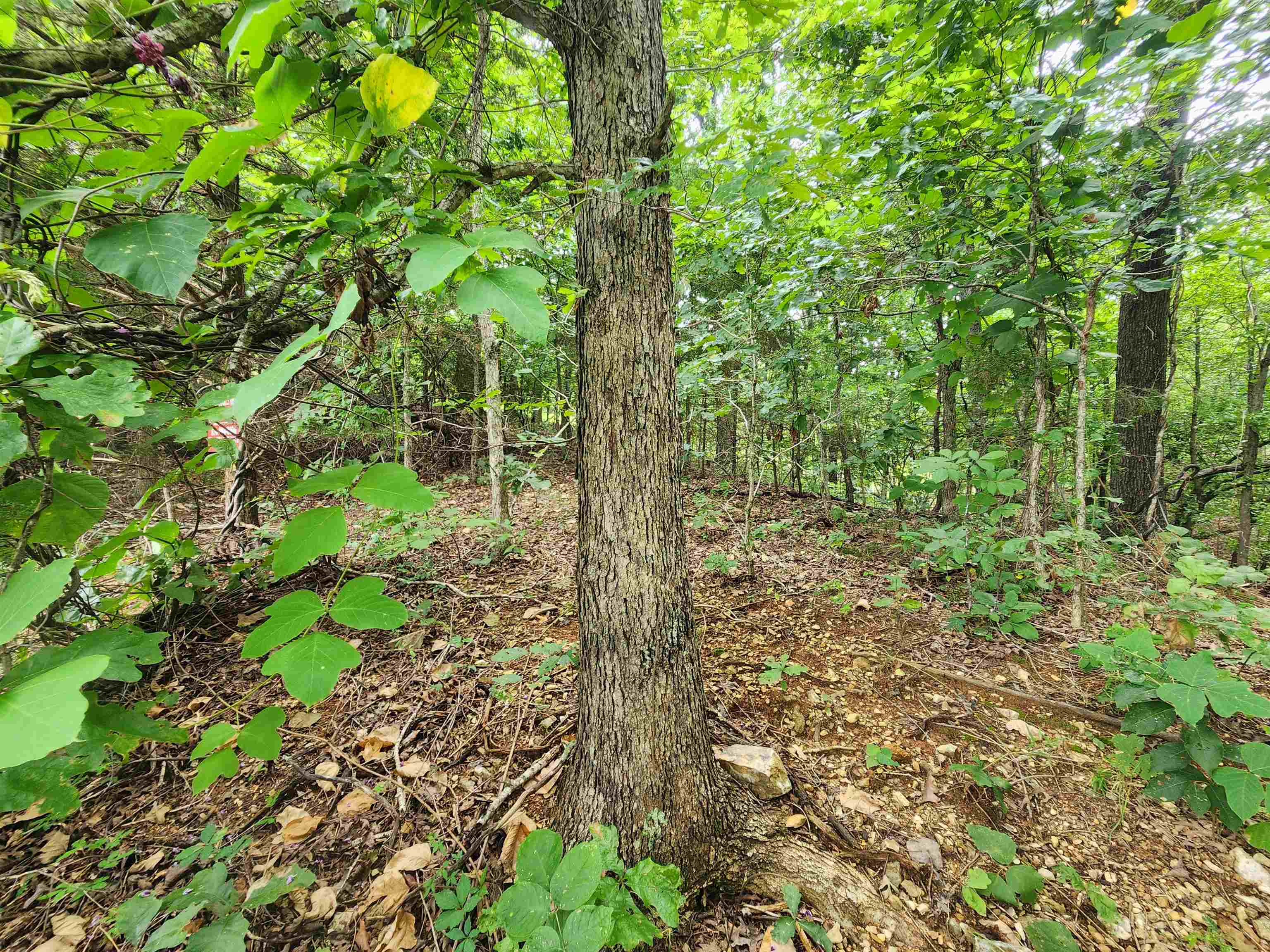 Photo 7 - Vacant Land for sale – 702  Dixie   Horseshoe Bend, AR