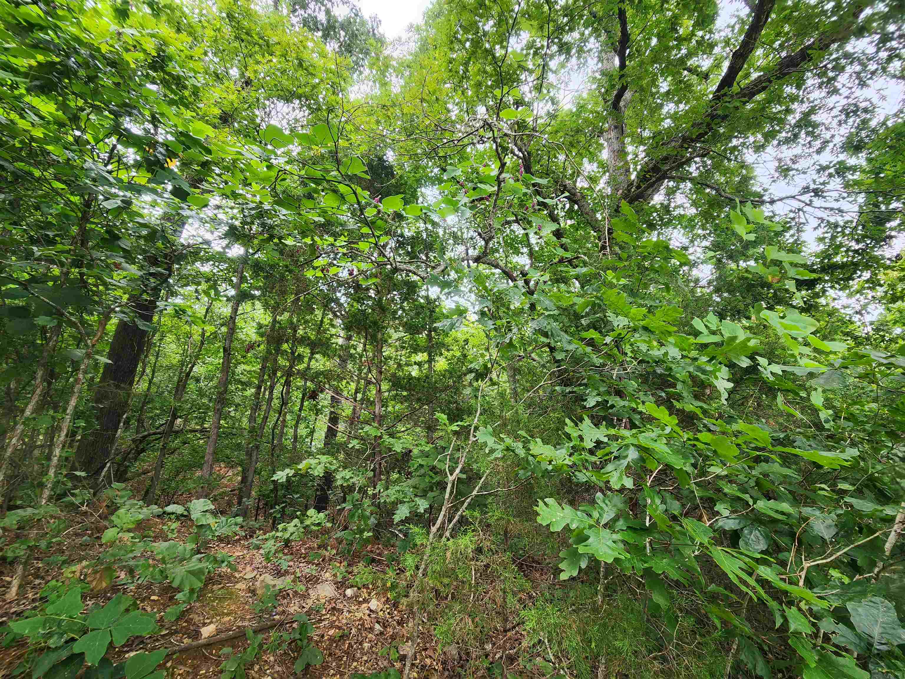 Photo 8 - Vacant Land for sale – 702  Dixie   Horseshoe Bend, AR