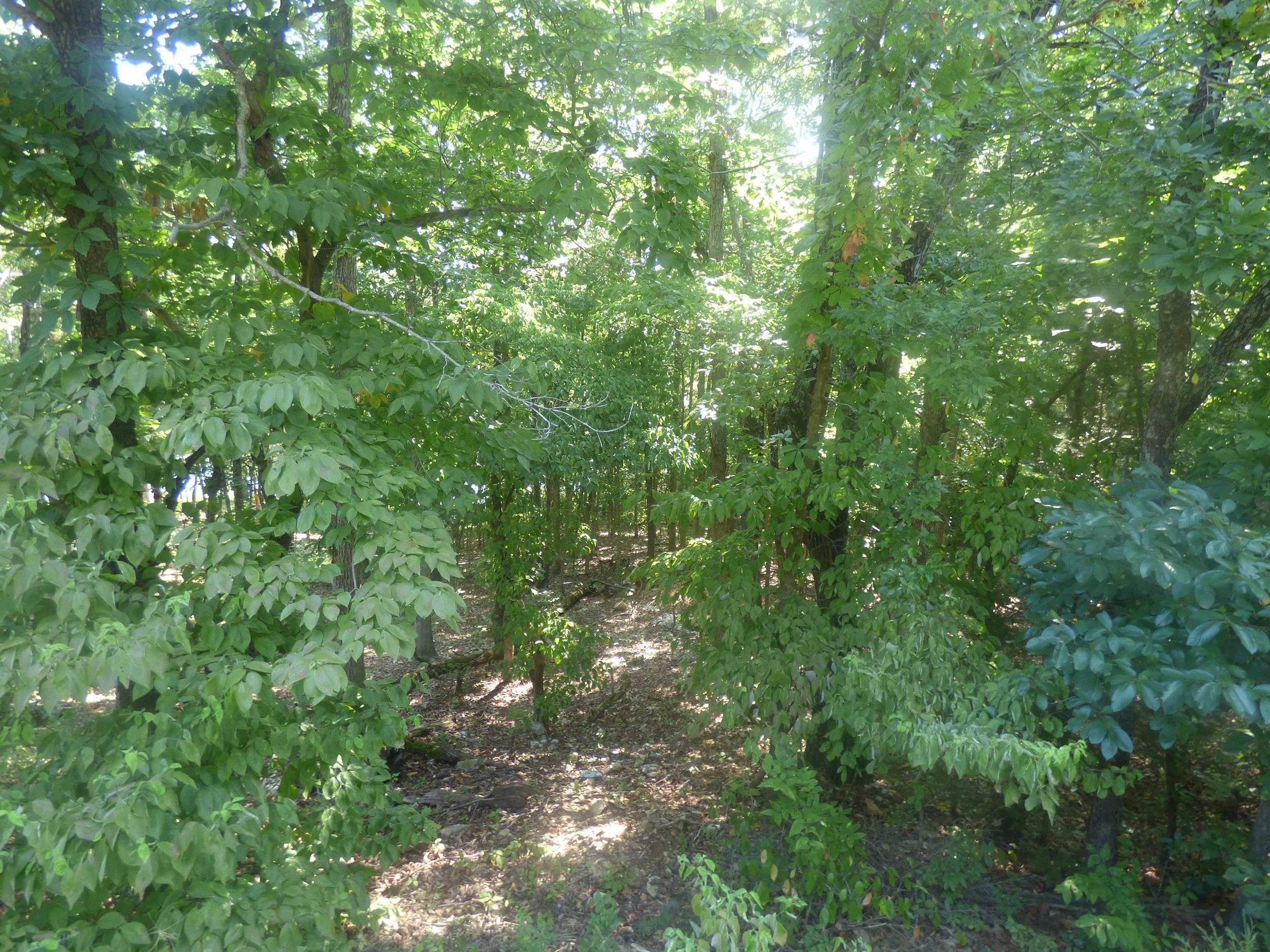 Photo 5 - Vacant Land for sale –   Chesapeake   Cherokee Village, AR
