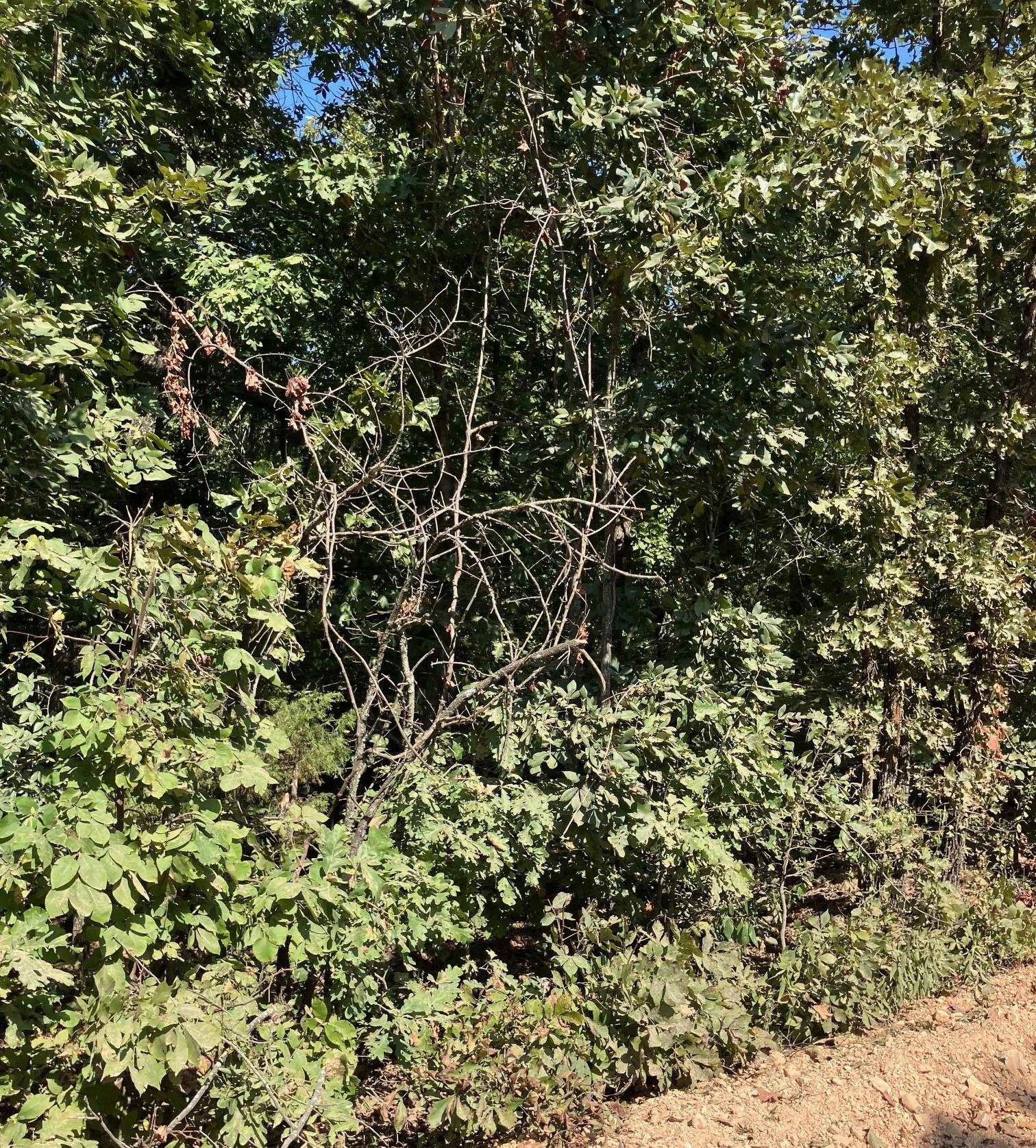 Photo 4 - Residential for sale – 3801  Young Road   Salem, AR