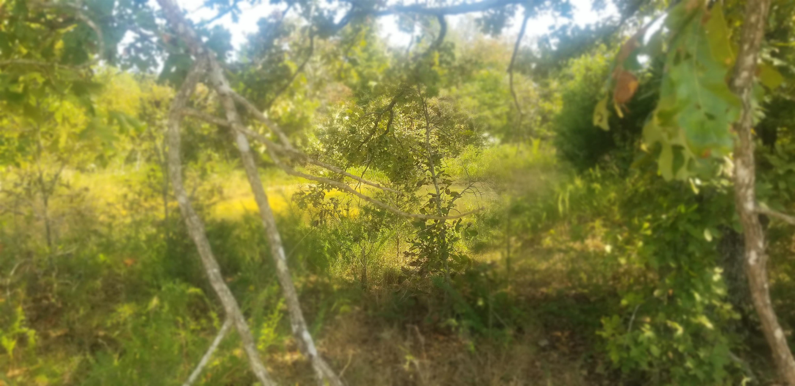 Photo 10 - Residential for sale – 3445  Magnolia   Salem, AR