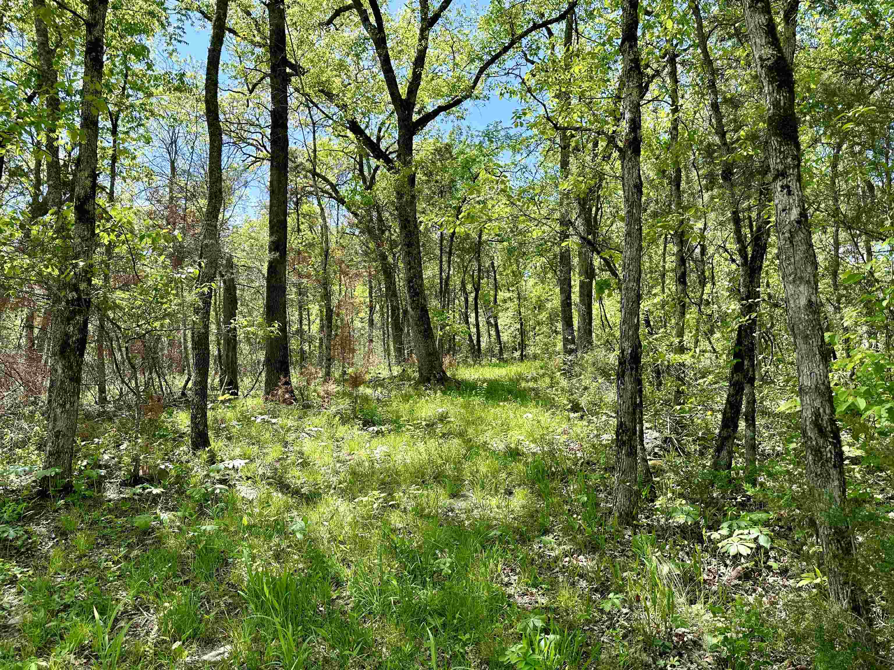 Photo 4 - Vacant Land for sale – 000 N Boswell Road   Calico Rock, AR