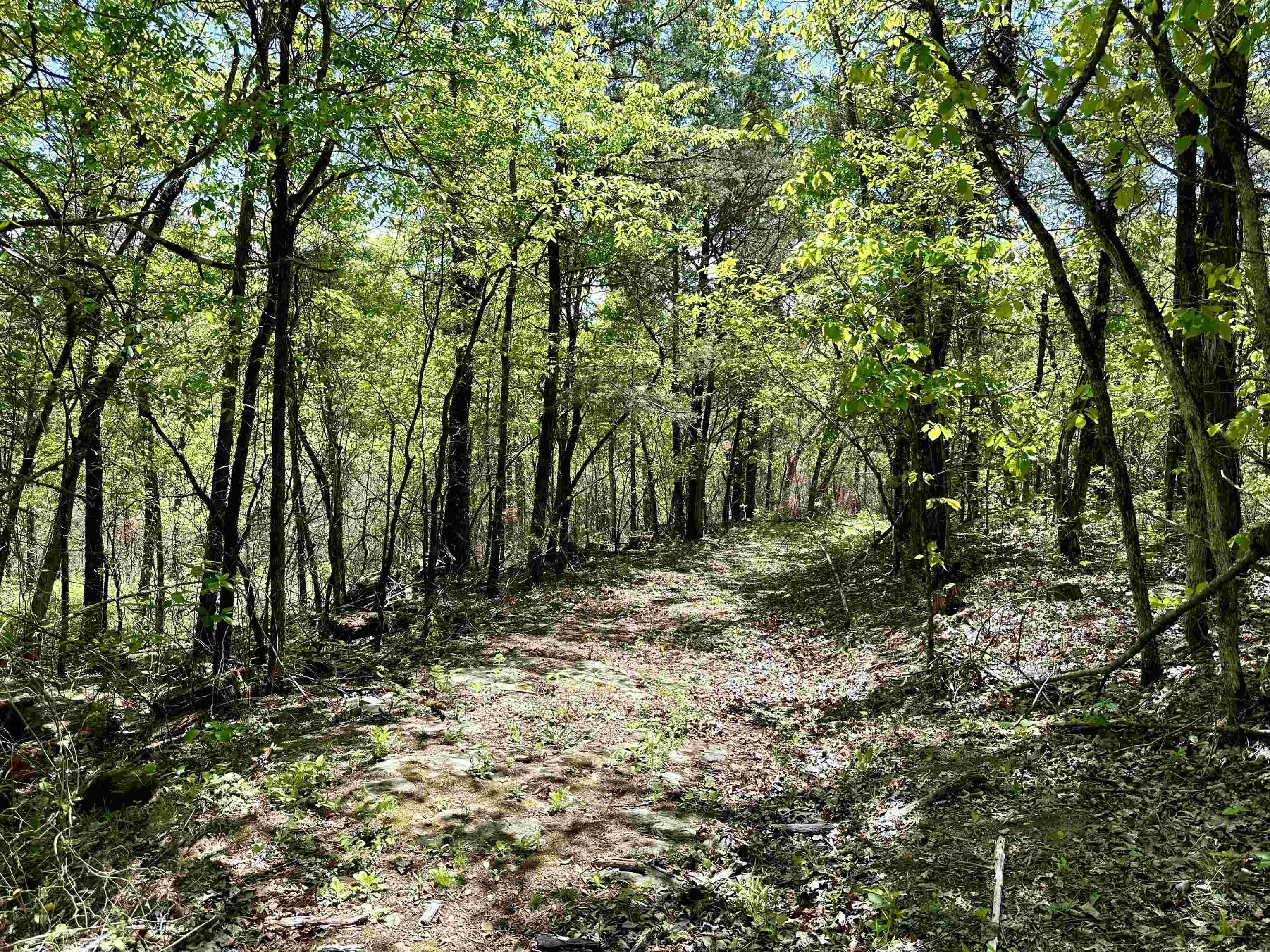 Photo 8 - Vacant Land for sale – 000 N Boswell Road   Calico Rock, AR