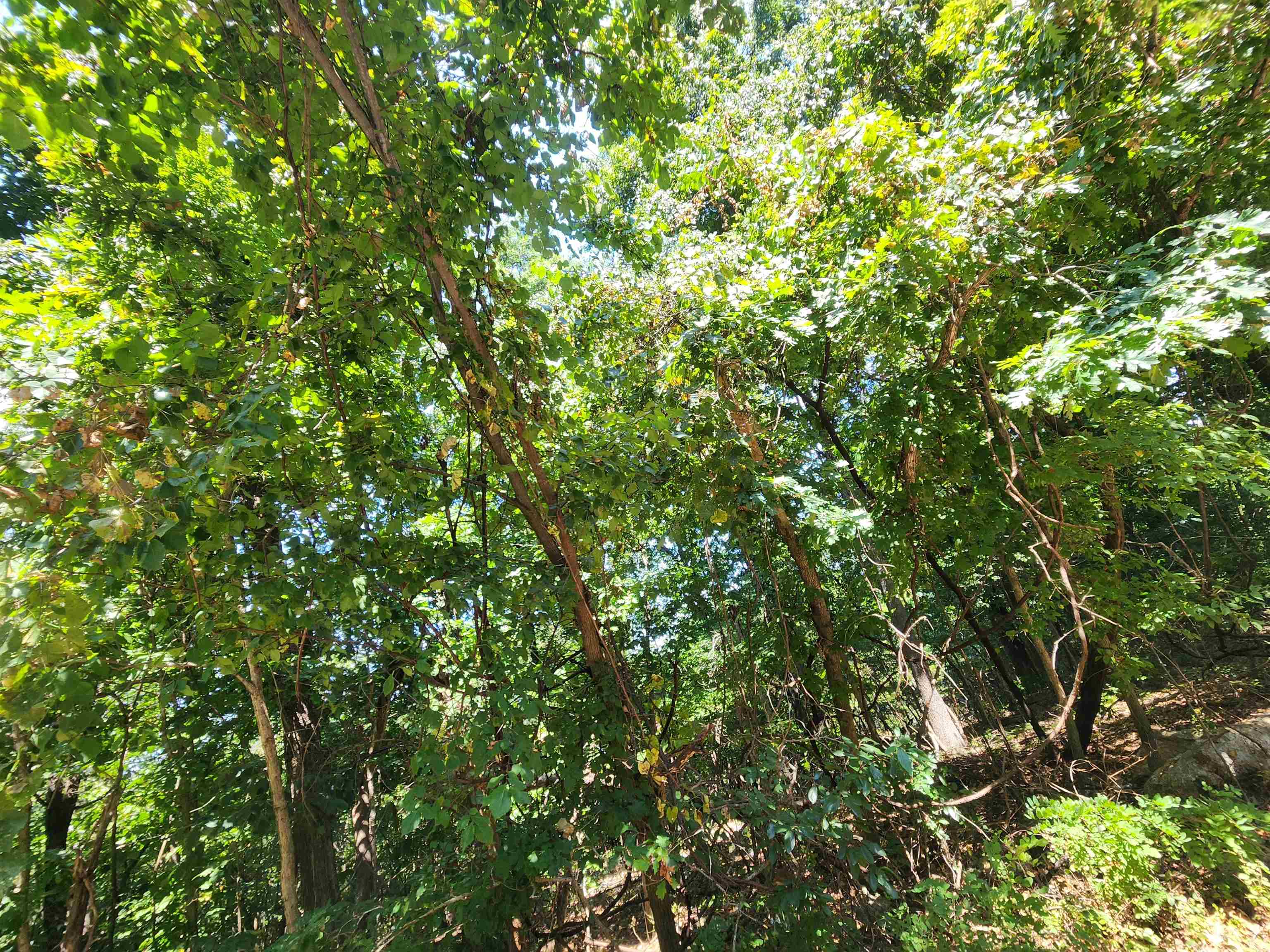 Photo 13 - Vacant Land for sale – L28, B6  Zia   Cherokee Village, AR