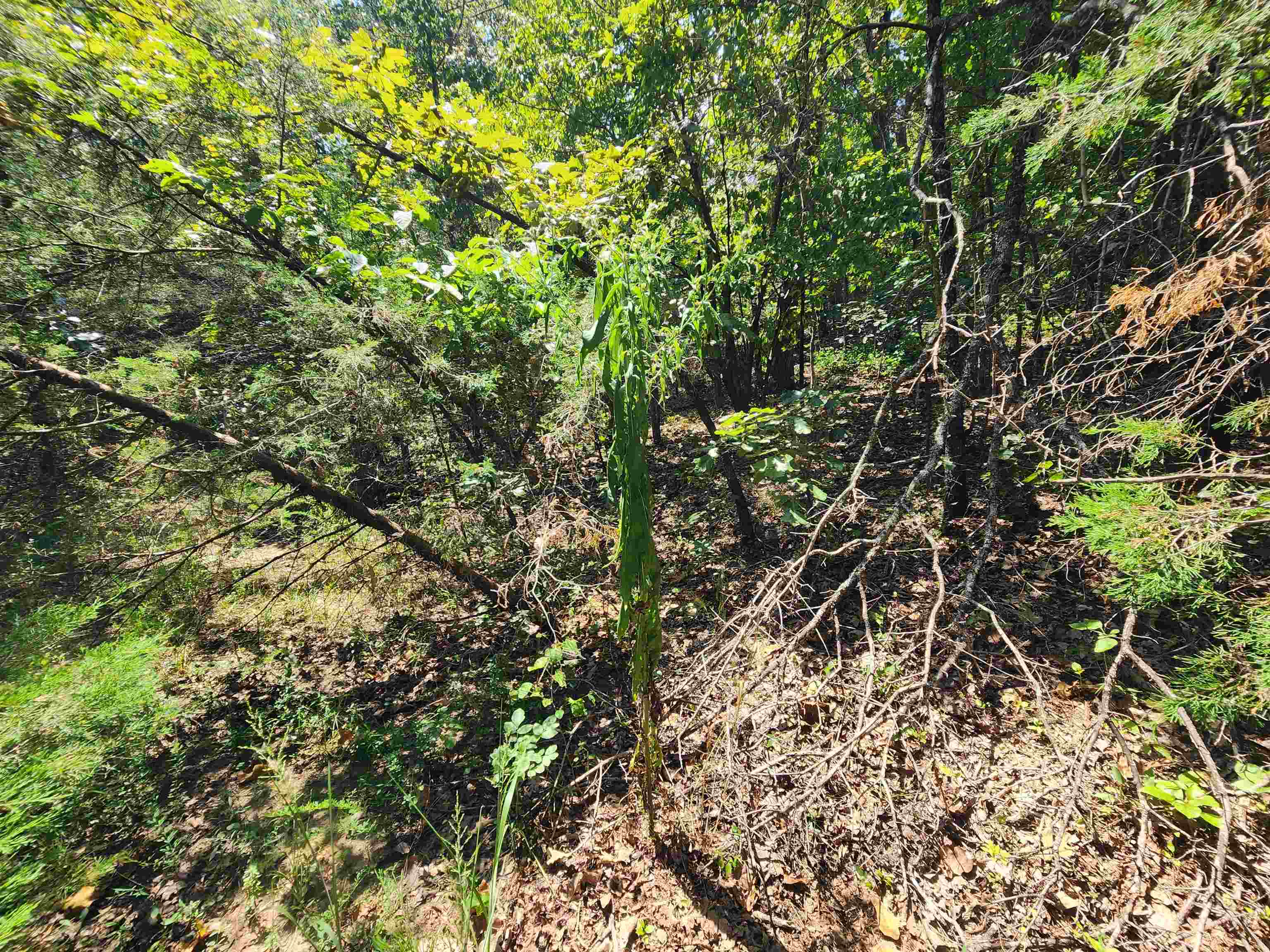Photo 13 - Vacant Land for sale – L-50, B-3  Lightning   Highland, AR