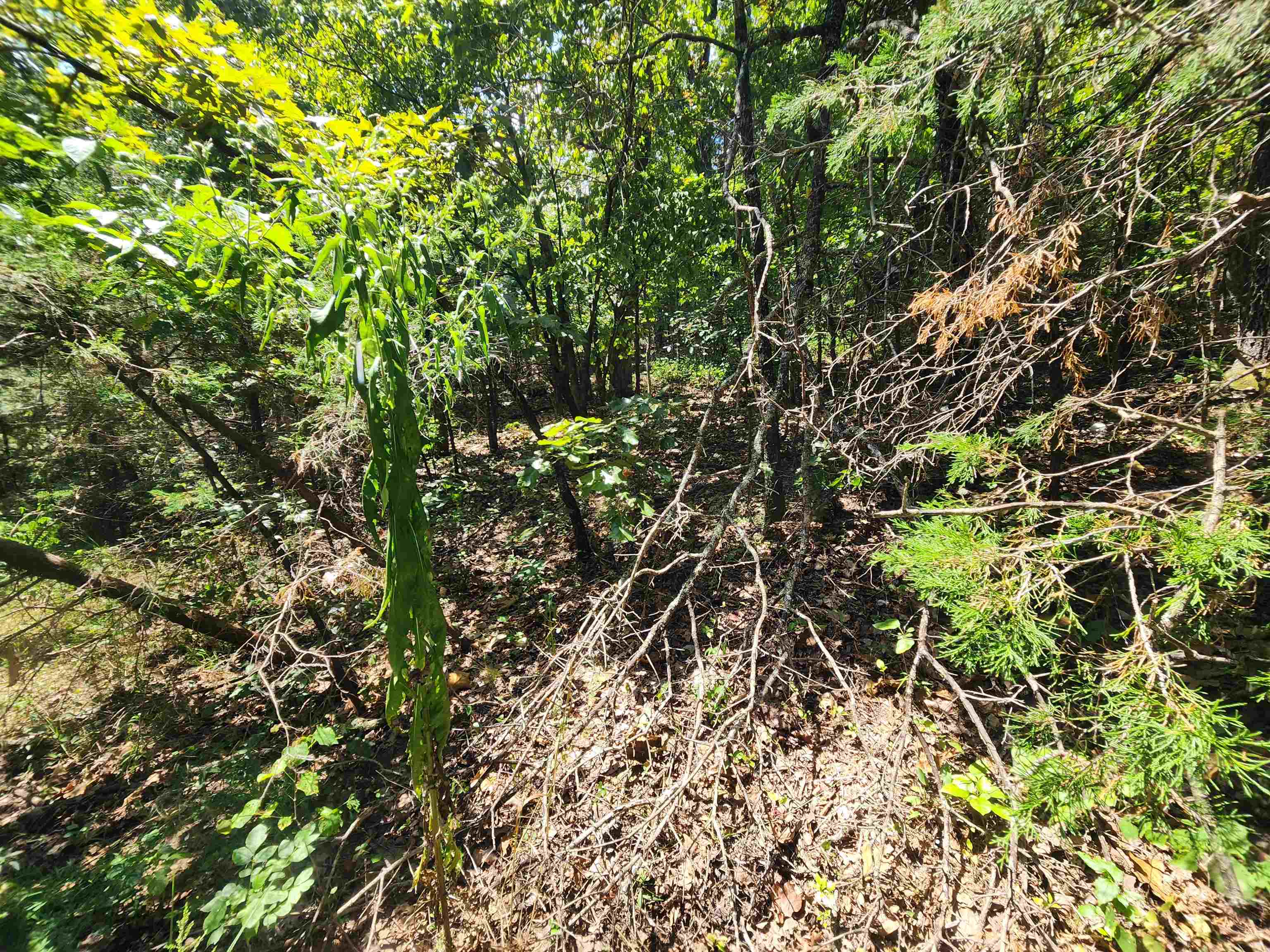 Photo 14 - Vacant Land for sale – L-50, B-3  Lightning   Highland, AR