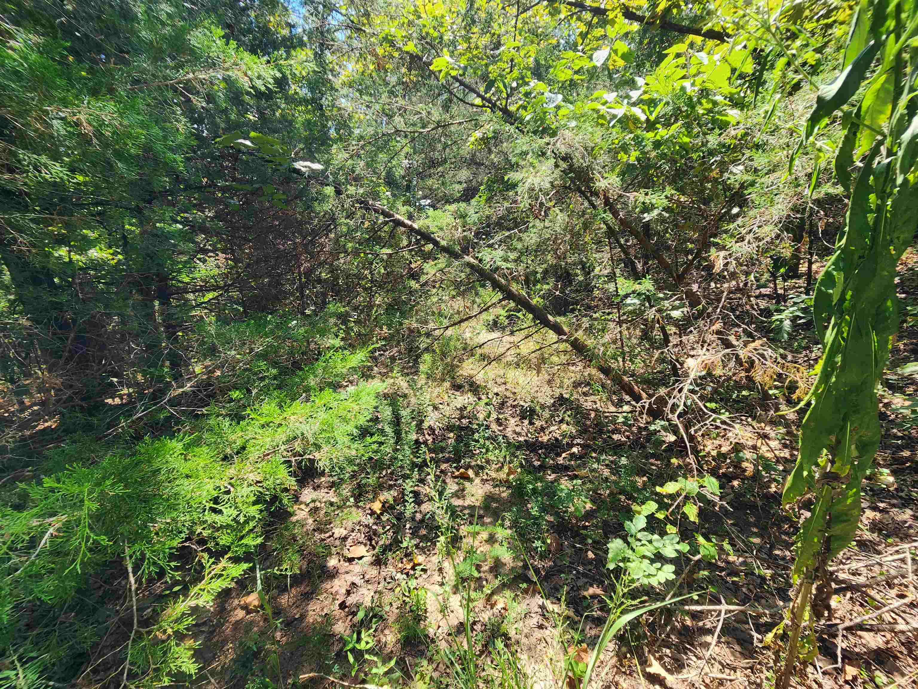 Photo 16 - Vacant Land for sale – L-50, B-3  Lightning   Highland, AR