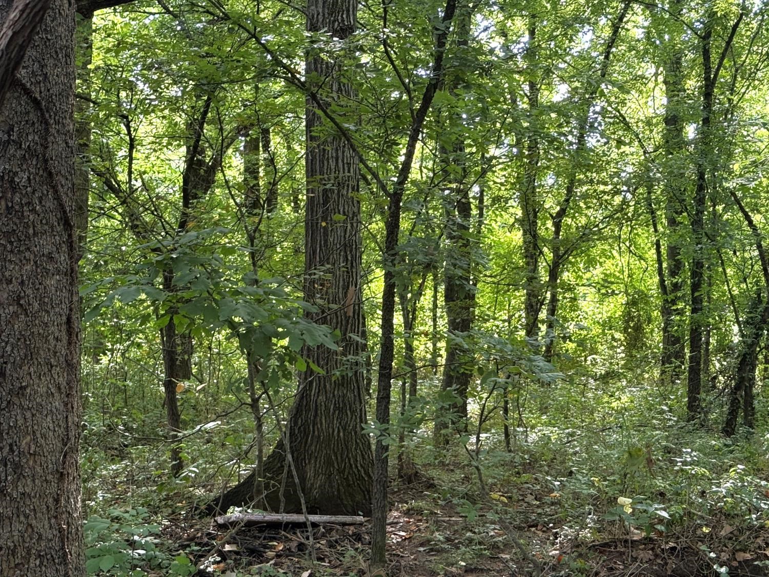 Photo 15 - Vacant Land for sale – 00  Highway 63   Hardy, AR