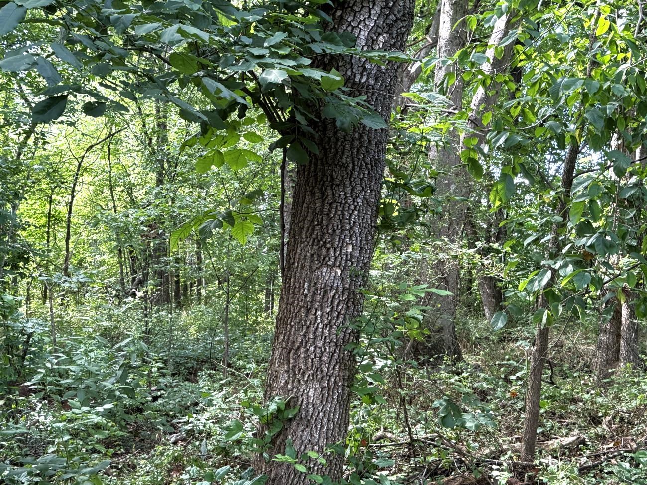 Photo 17 - Vacant Land for sale – 00  Highway 63   Hardy, AR