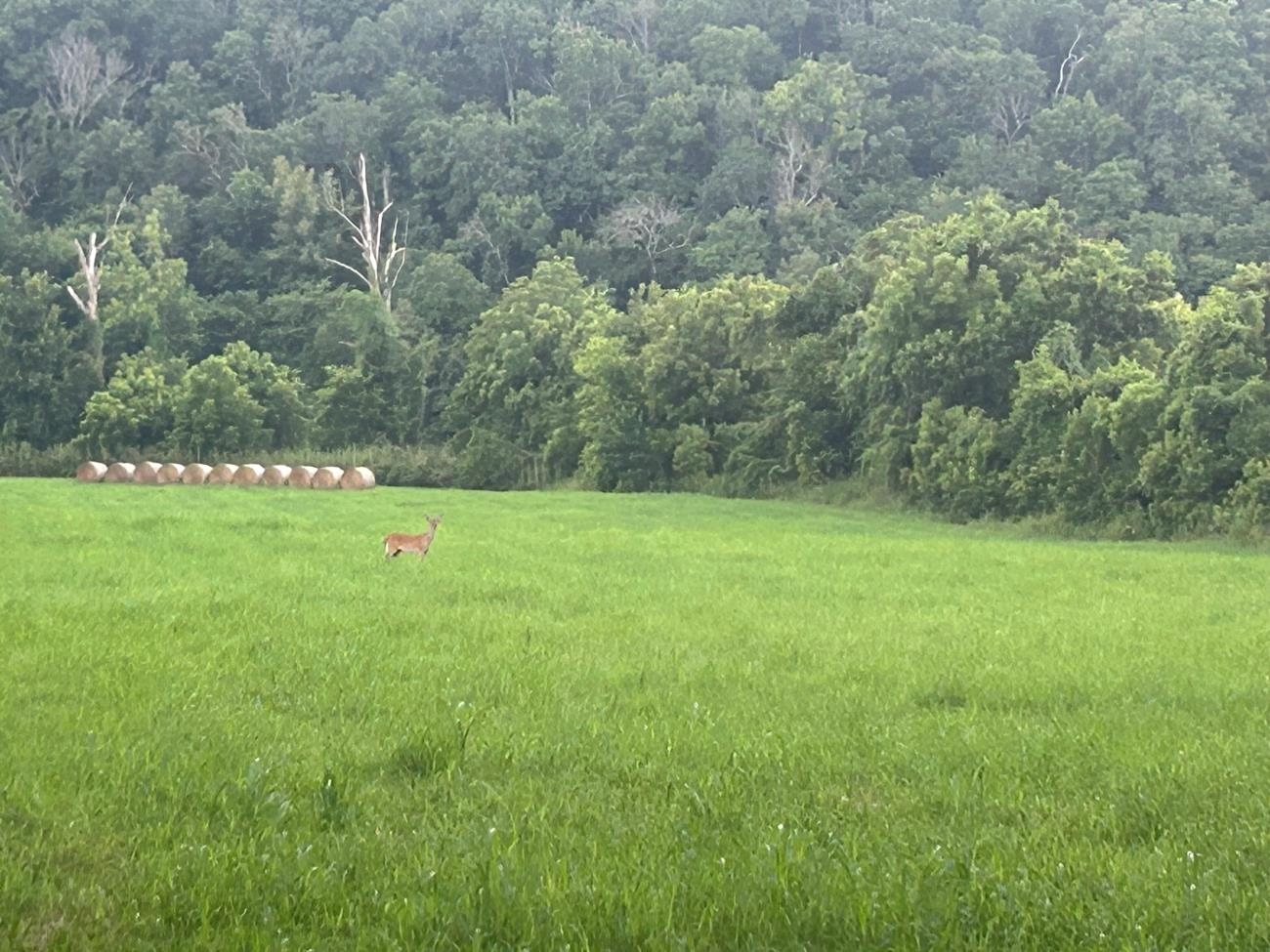 Photo 5 - Vacant Land for sale – 00  Highway 63   Hardy, AR
