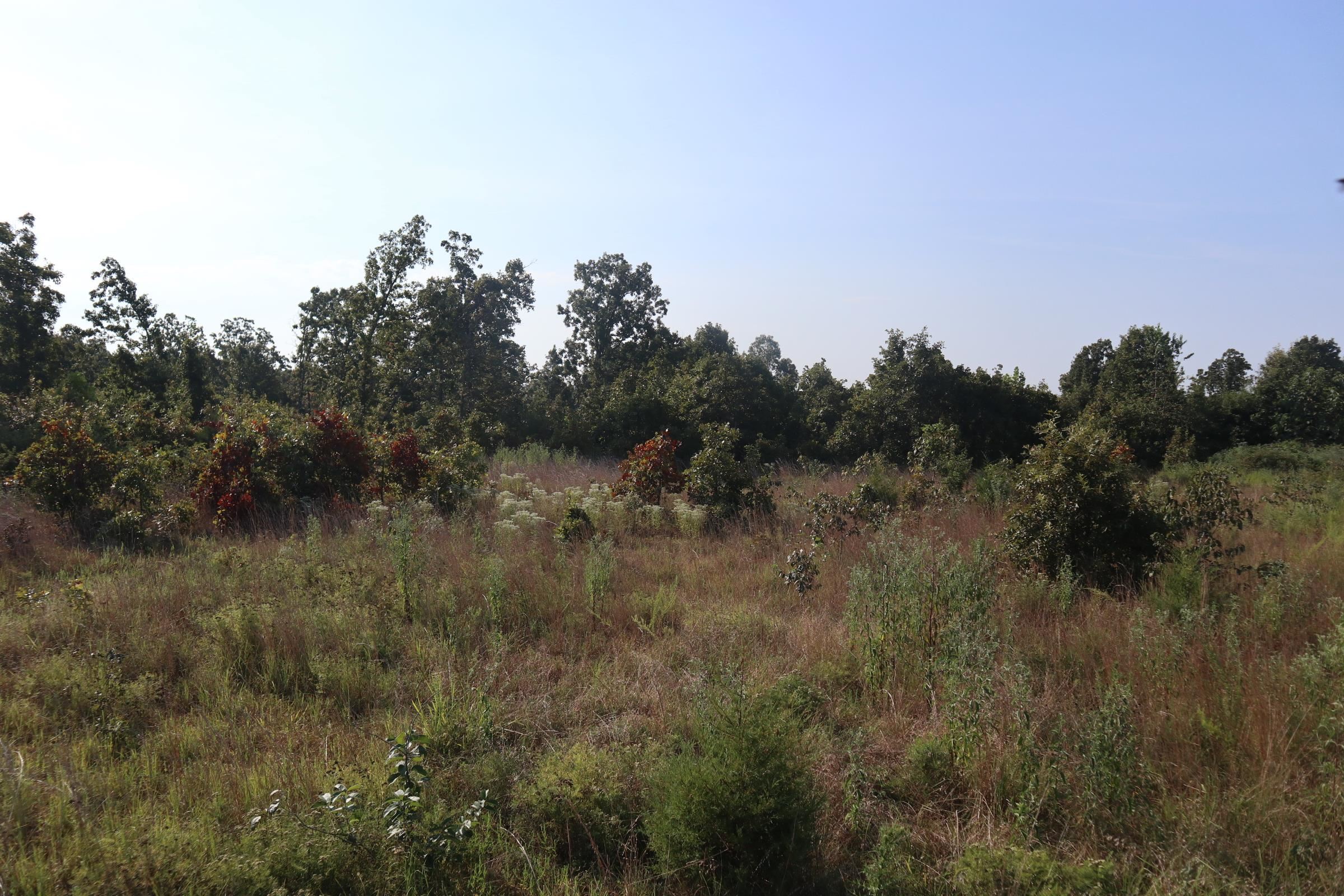 Photo 6 - Vacant Land for sale – TBD  Brookgrove Trl   Camp, AR