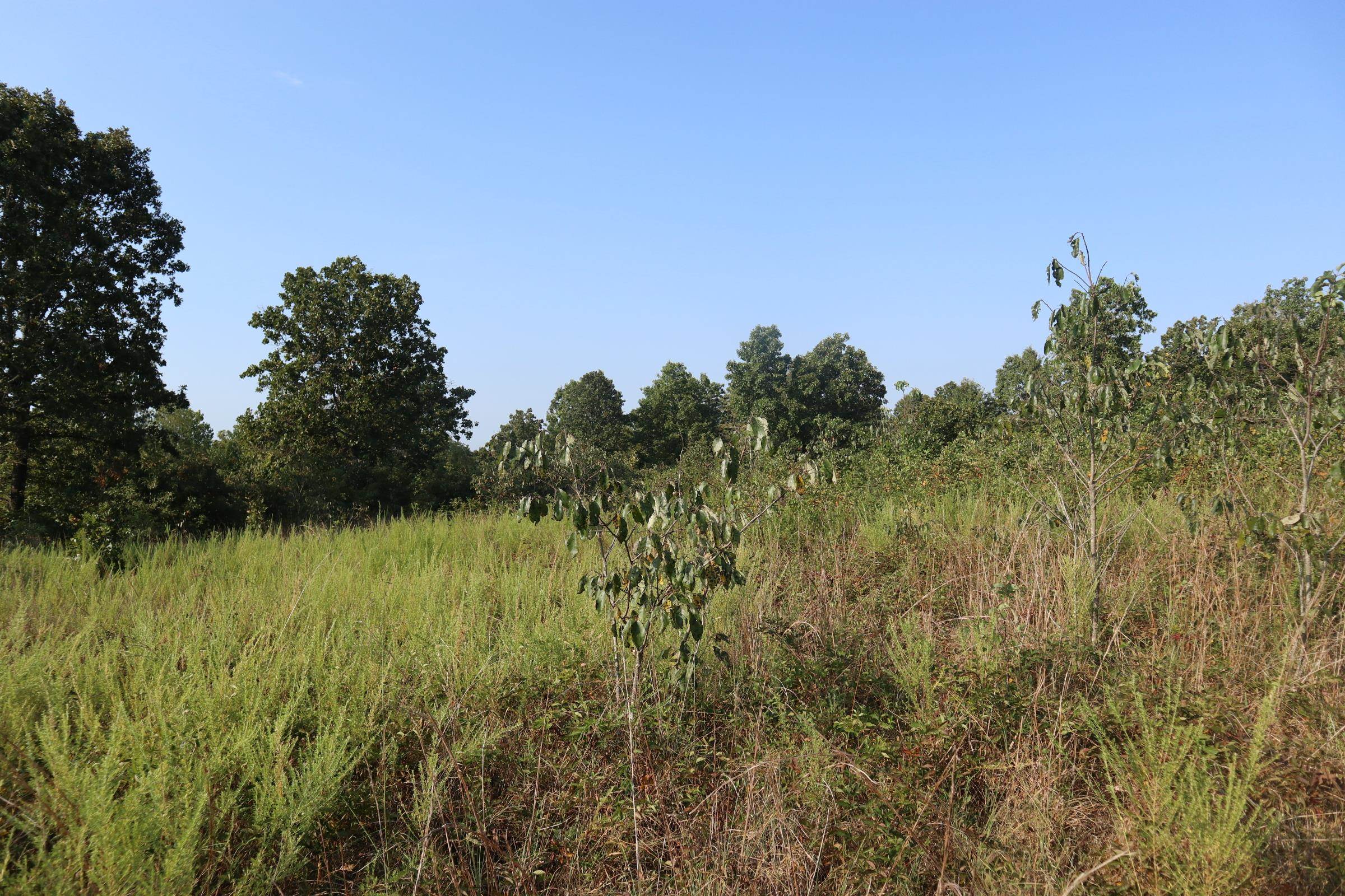 Photo 9 - Vacant Land for sale – TBD  Brookgrove Trl   Camp, AR