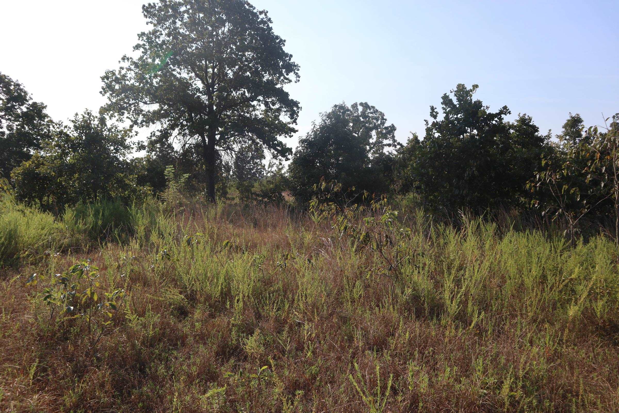 Photo 10 - Vacant Land for sale – TBD  Brookgrove Trl   Camp, AR