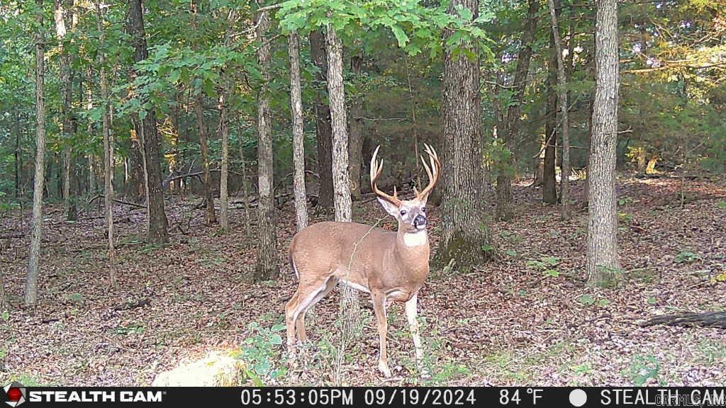Photo 19 - Vacant Land for sale – 1591  AR hwy 115   Smithville, AR