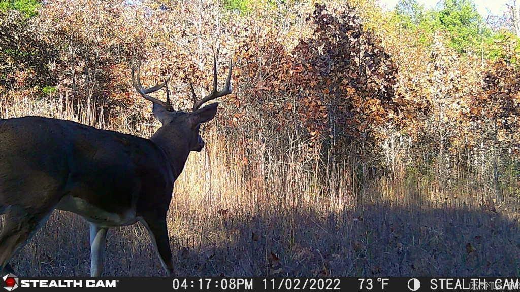 Photo 3 - Vacant Land for sale – 1591  AR hwy 115   Smithville, AR