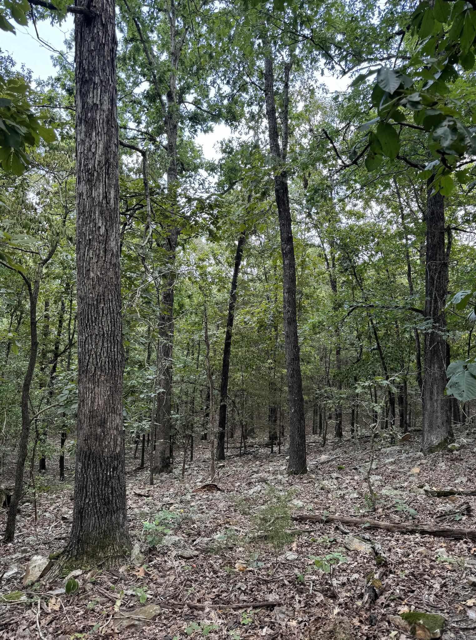 Photo 5 - Vacant Land for sale – 1591  AR hwy 115   Smithville, AR