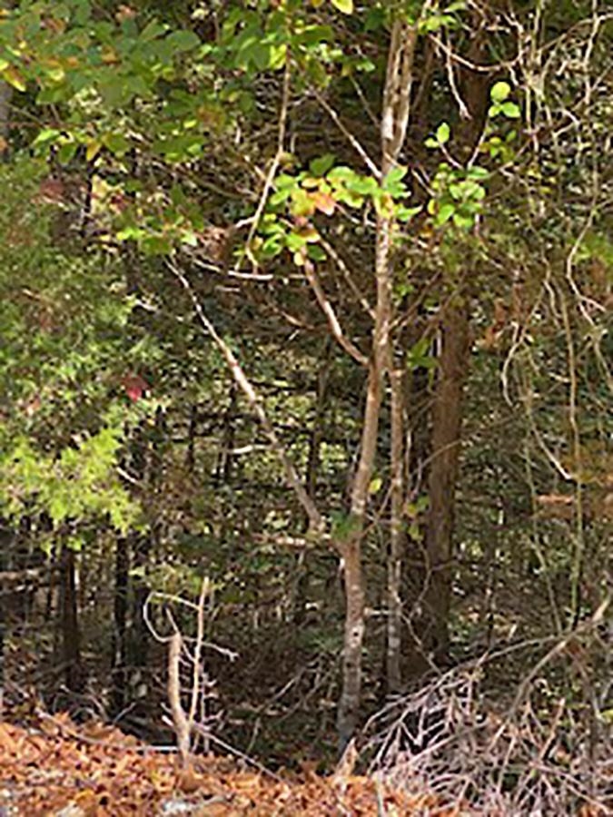 Vacant Land for sale –   Tonto   Cherokee Village, AR