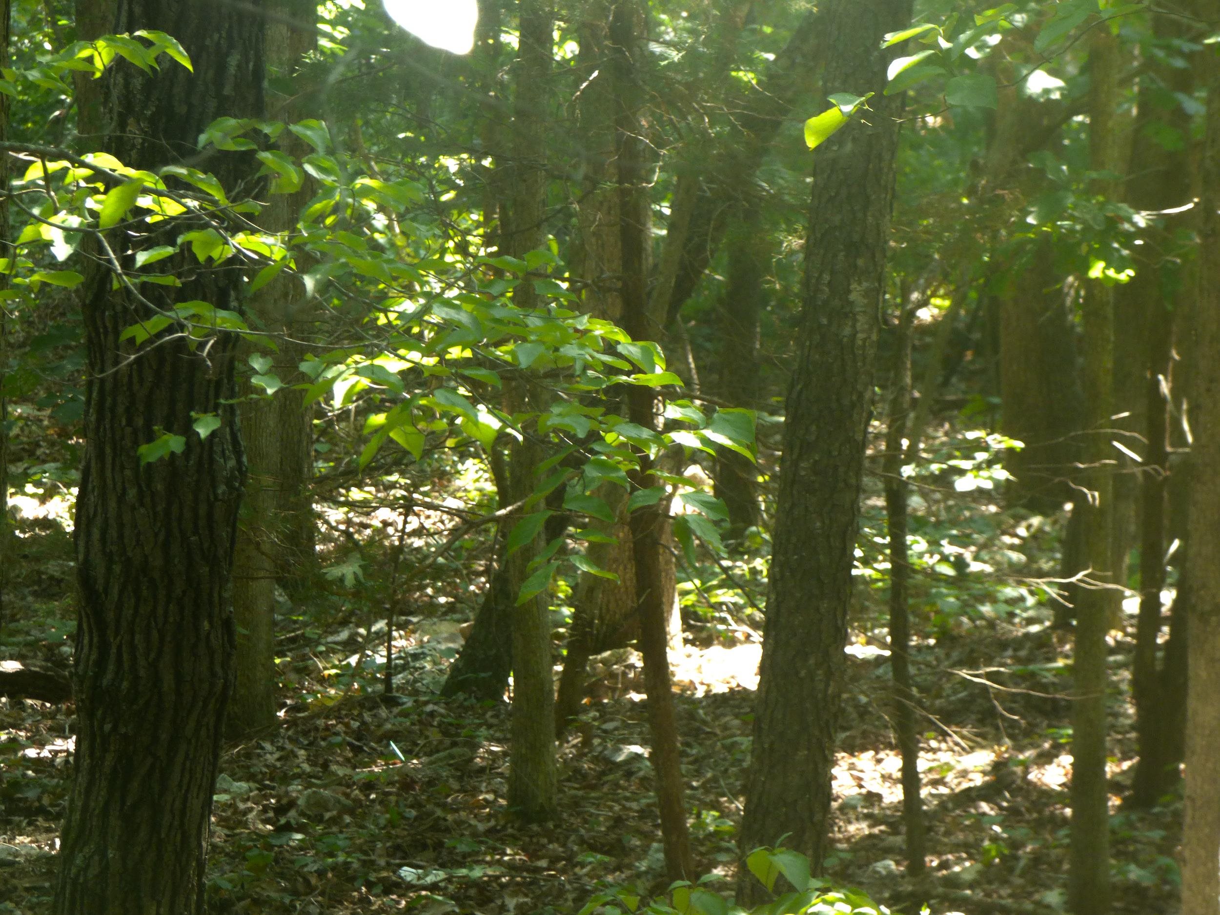 Photo 3 - Vacant Land for sale –   Okfuskee   Cherokee Village, AR