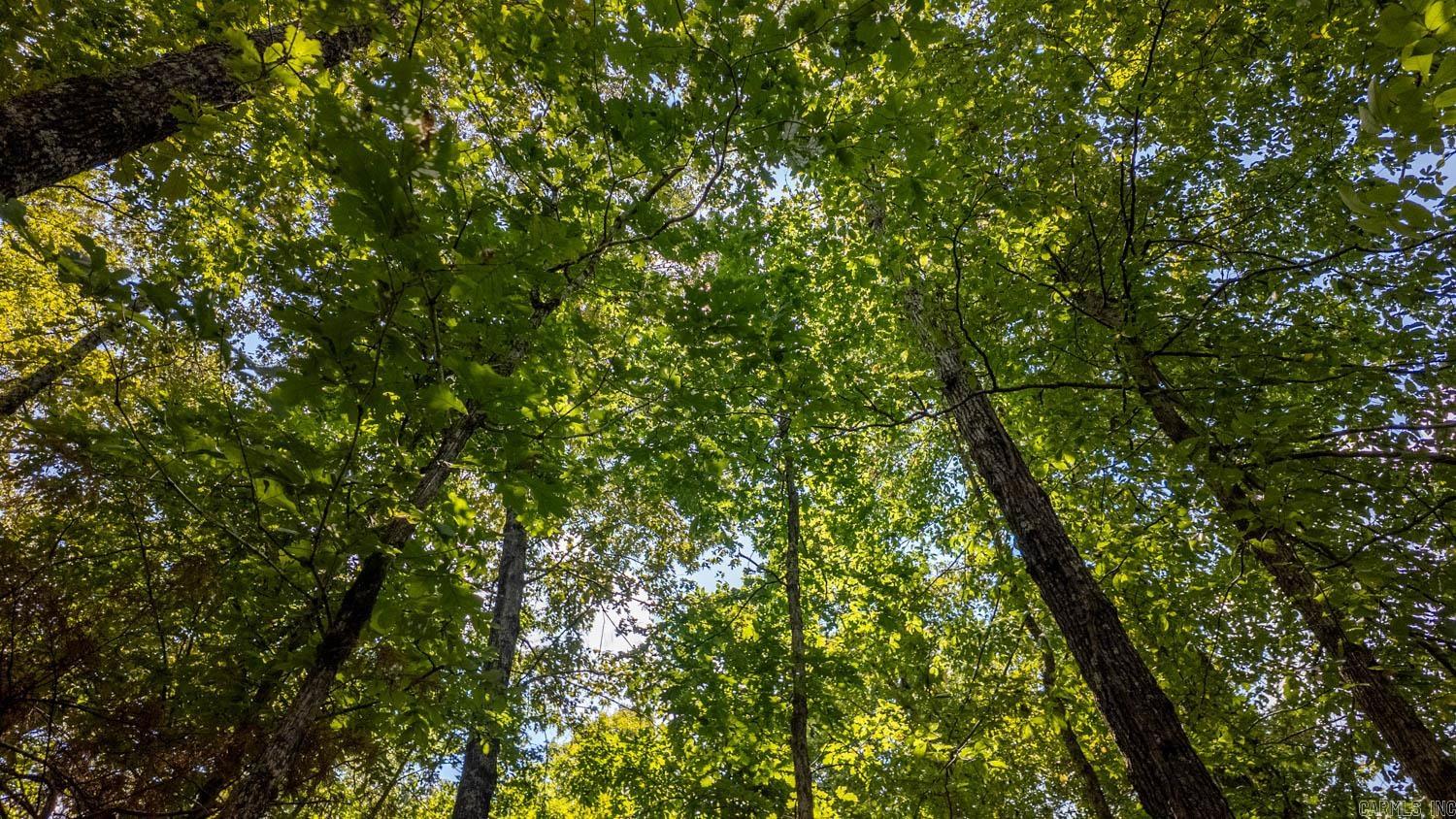 Photo 7 - Vacant Land for sale – Lot 11  Riverbend Road   Mammoth Spring, AR