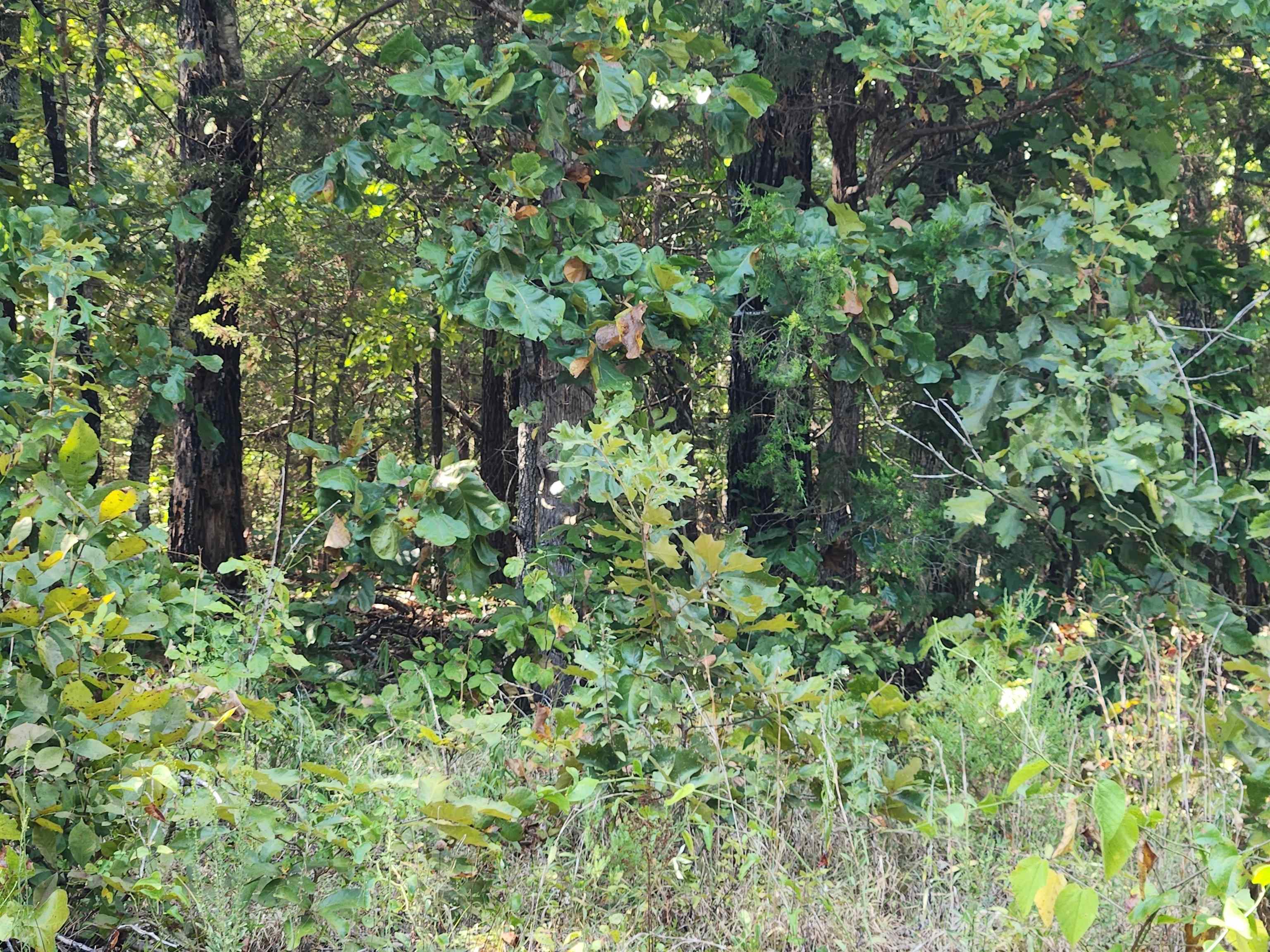 Photo 8 - Vacant Land for sale – L-41, B-8  Winnebago   Cherokee Village, AR