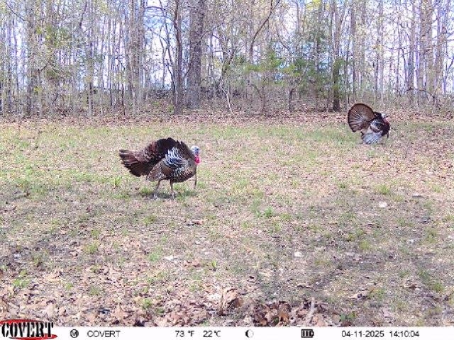 Photo 7 - Vacant Land for sale – 186A  Williamson Trail   Mount Pleasant, AR